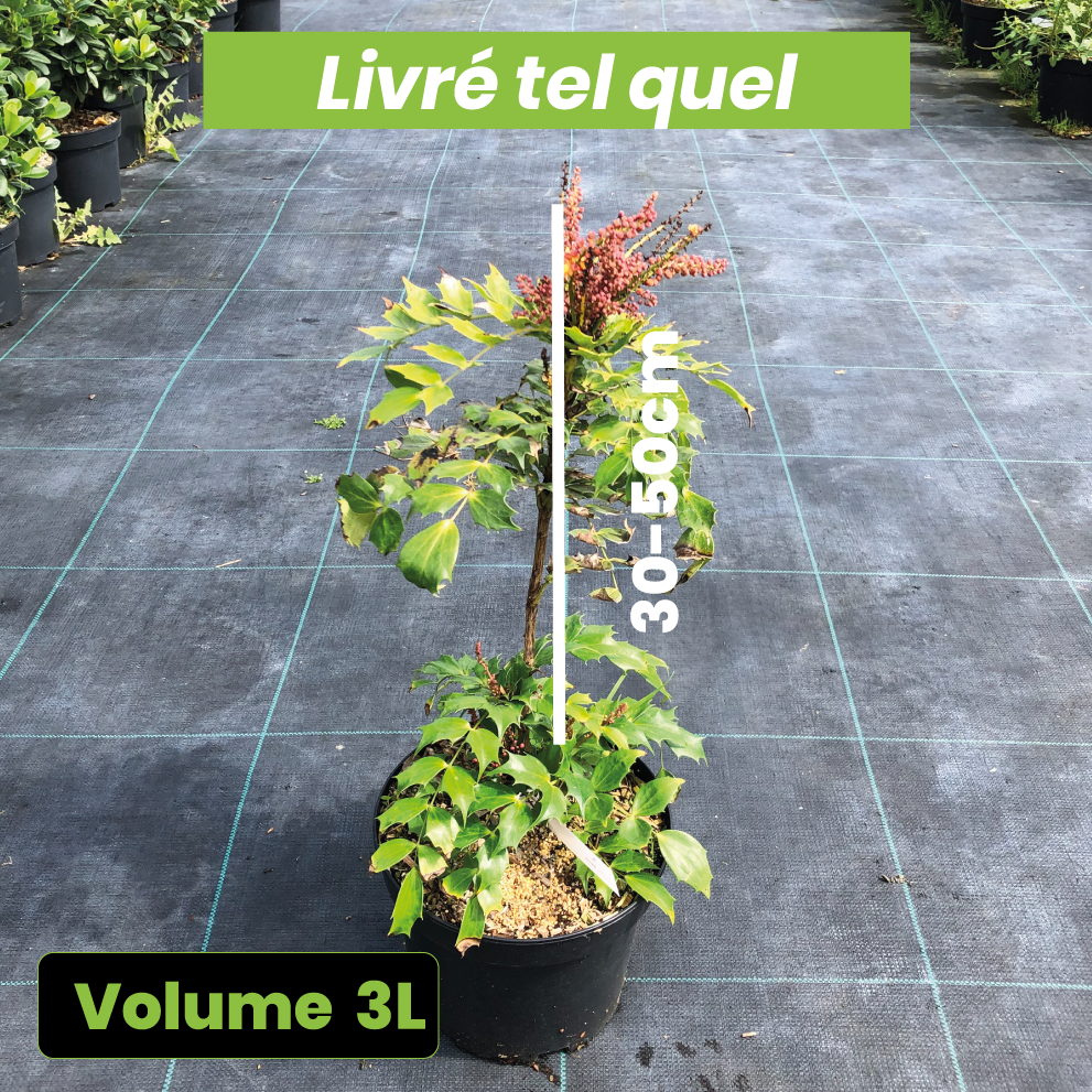 Mahonia Cabaret - Volume 3L / 30-50cm