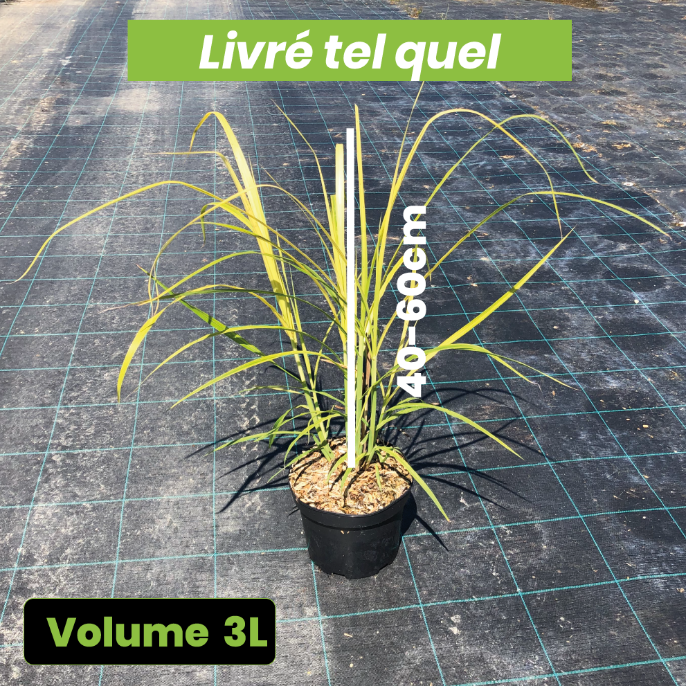 Miscanthus Giganteus - Roseau de Chine géant - Volume 3L / 40-60cm