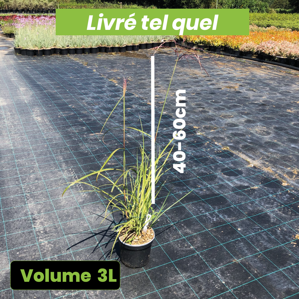 Miscanthus sinensis malepartus - Roseau de Chine - Volume 3L / 40-60cm