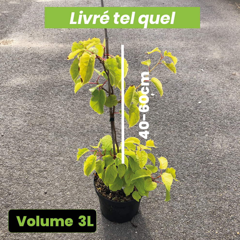 Actinidia Arguta Ken's Red - Kiwi de Sibérie - Volume 3L / 40-60cm