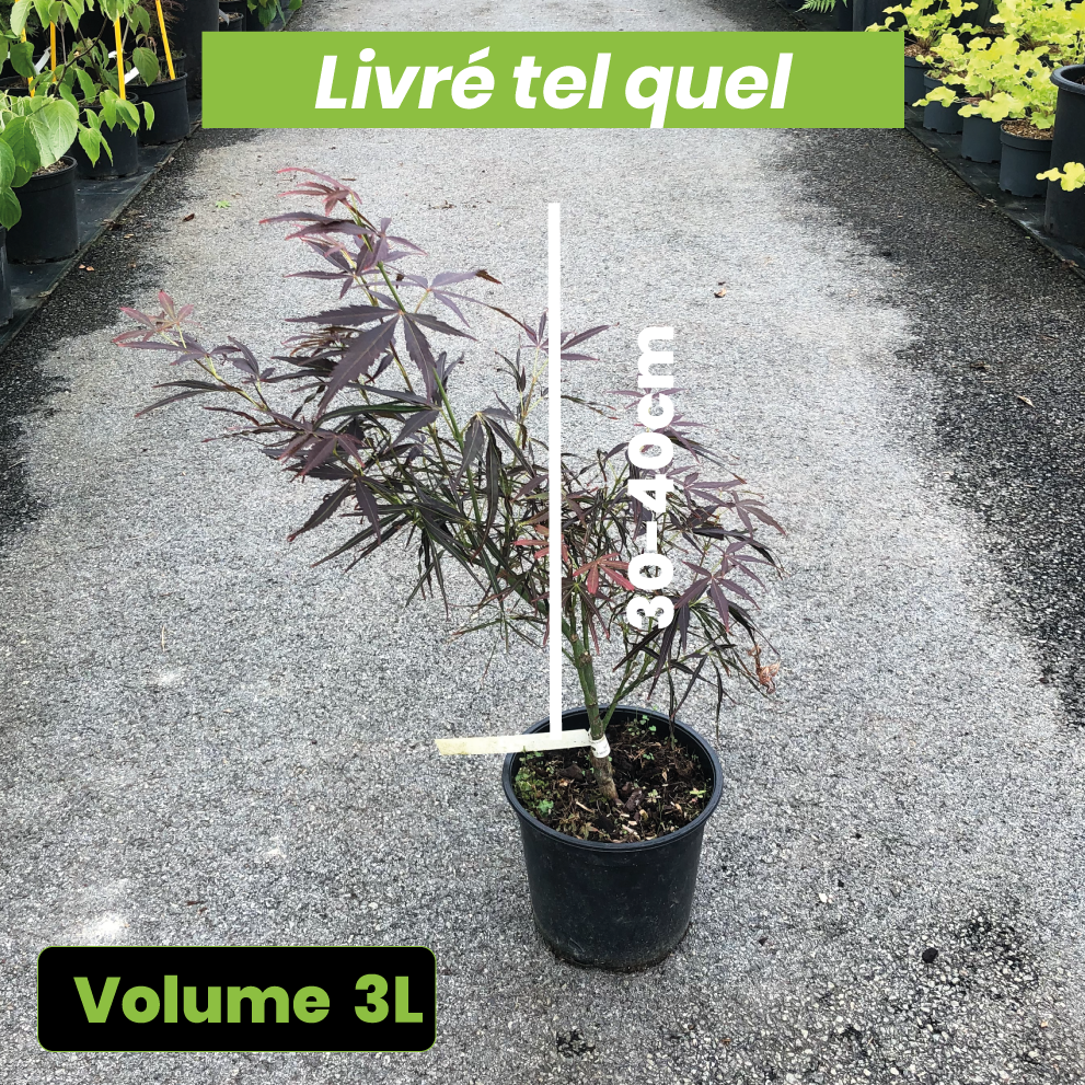Acer Palmatum Red Pygmy - Volume 3L / 30-40cm