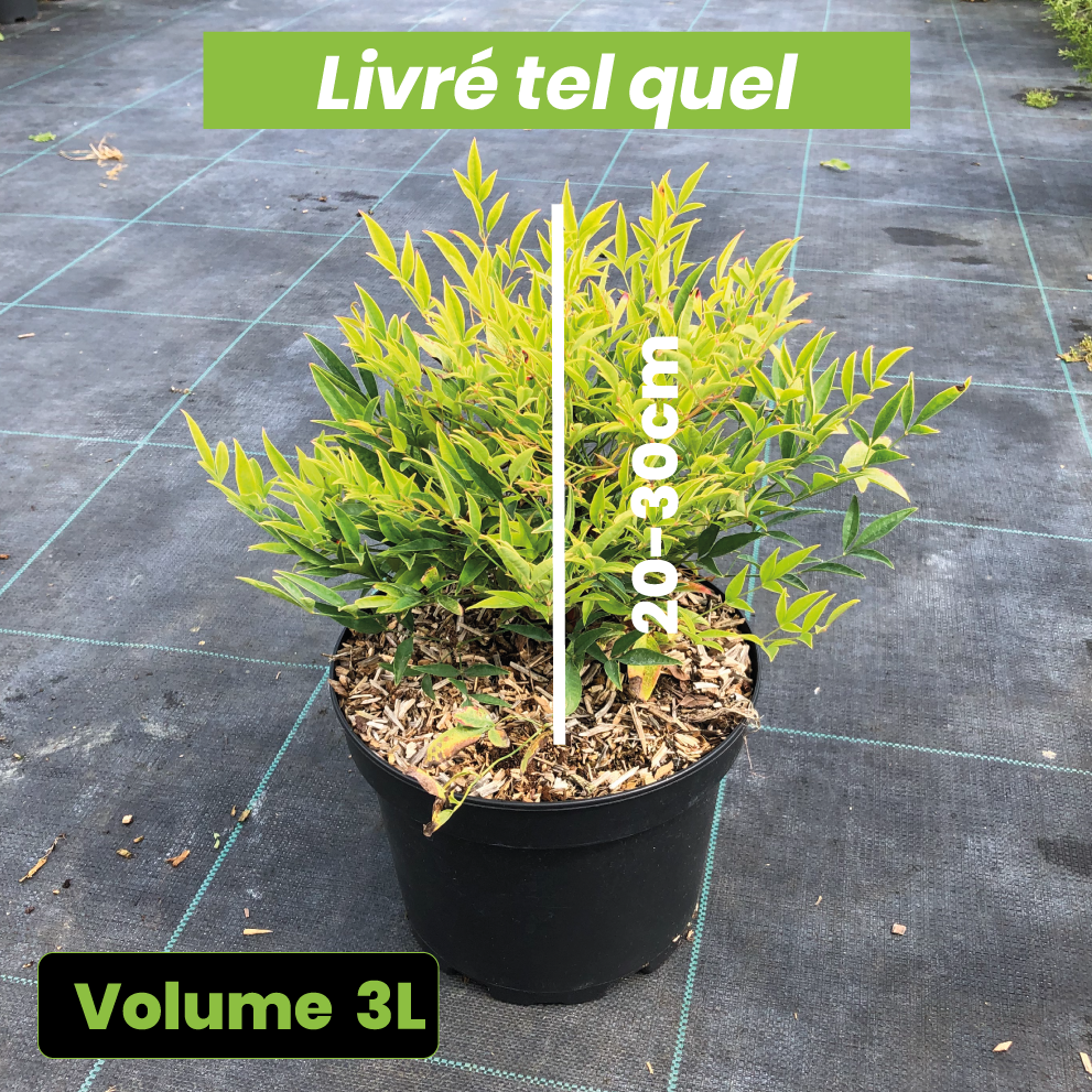 Nandina Domestica 'Moon Bay' - Bambou Sacré - Volume 3L / 20-30cm