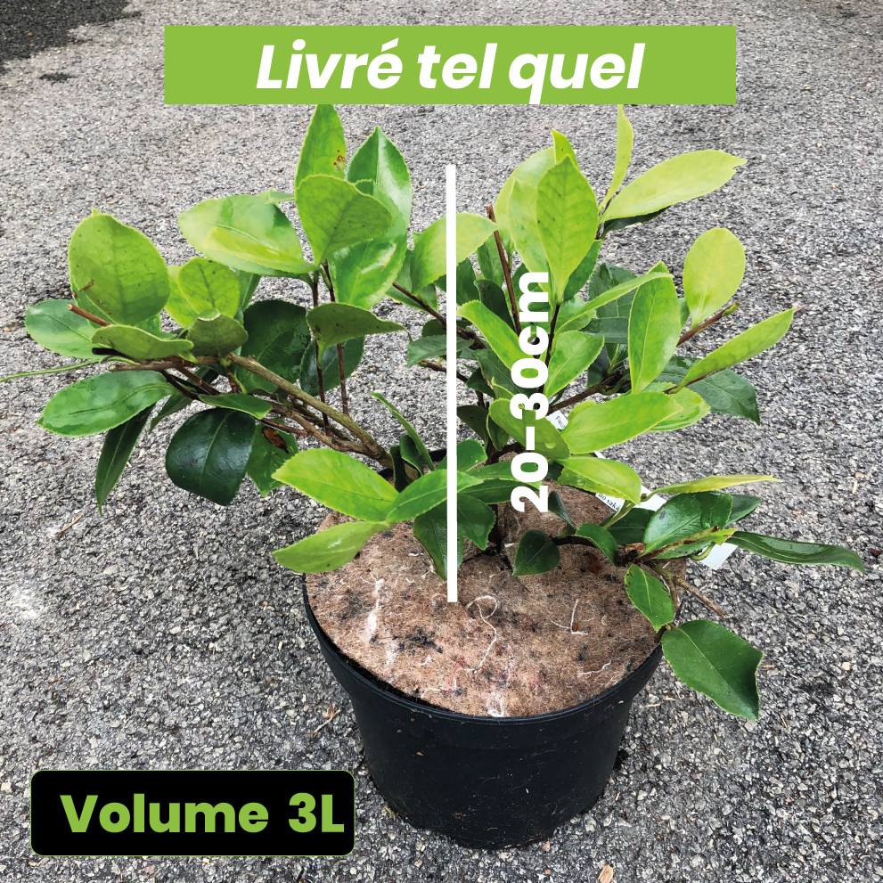 Camellia Sasanqua Showa no Sakae - Camélia d'automne - Volume 3L / 20-30cm