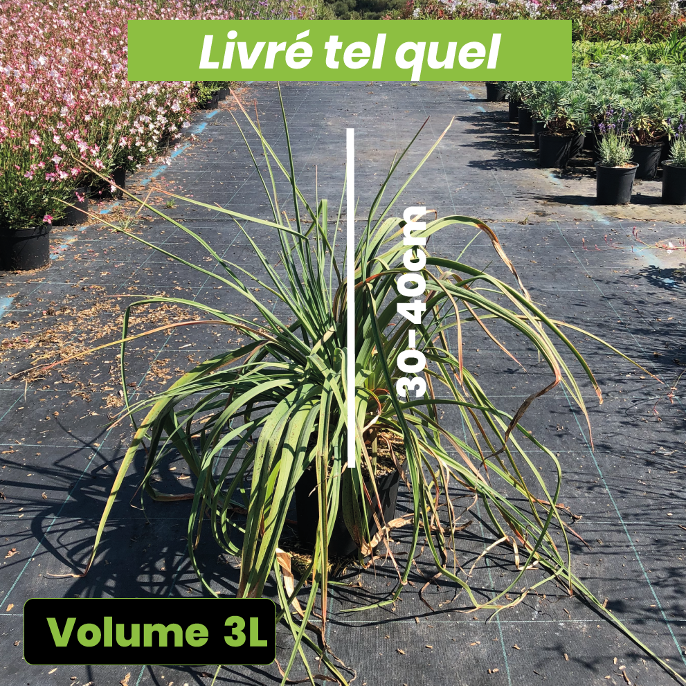 Kniphofia Uvaria Grandiflora - Tison de Satan - Volume 3L / 30-40cm