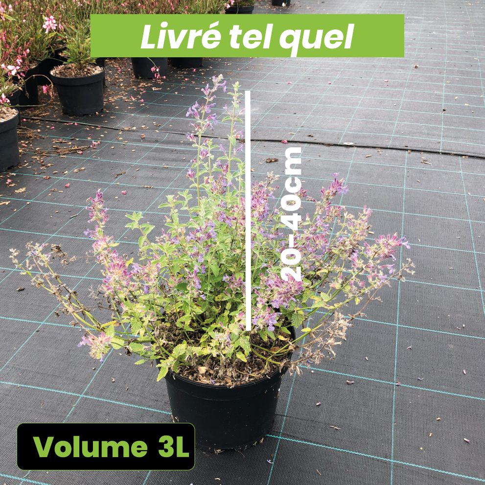 Nepeta x Faassenii Junior Walker - Volume 3L / 20-40cm