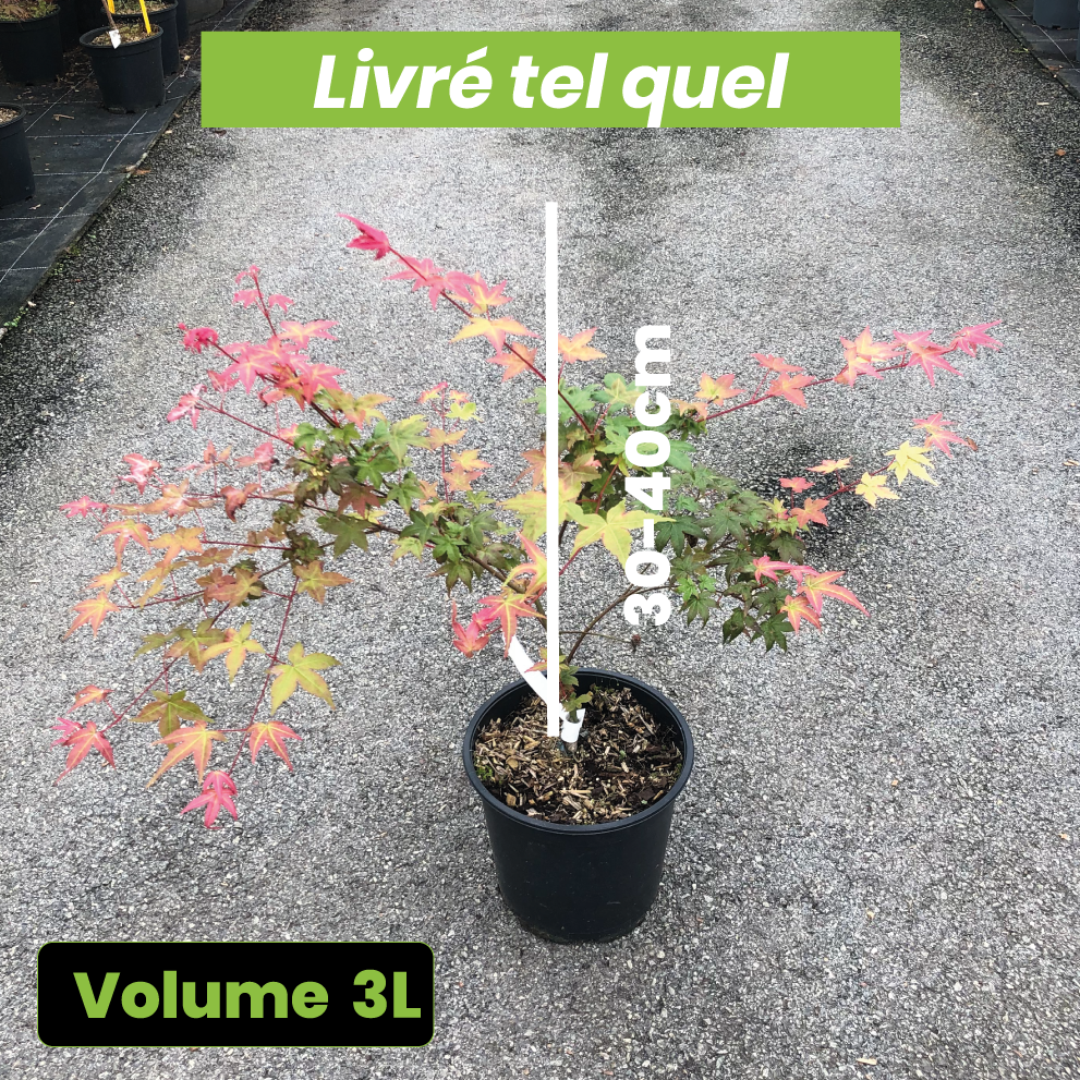 Acer Palmatum Deshojo - Érable du Japon - Volume 3L / 30-40cm