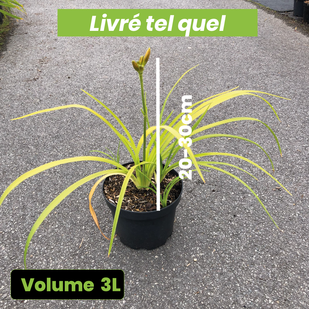 Hemerocallis 'Pink Damask' - Volume 3L / 20-30