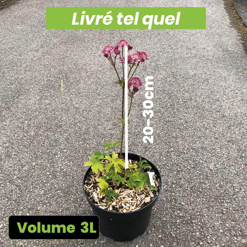 Astrantia major Star of Love - Volume 3L / 20-30cm