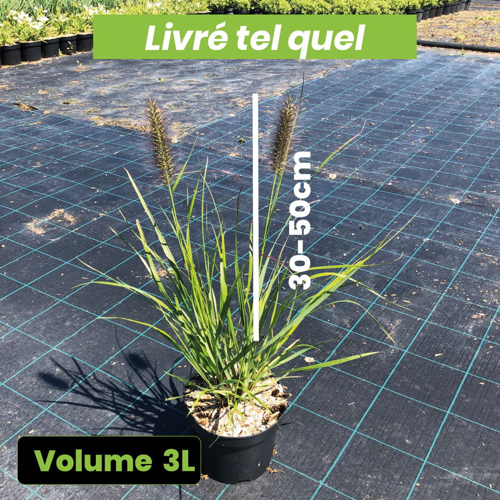 Pennisetum alopecuroides - Volume 3L / 30-50cm