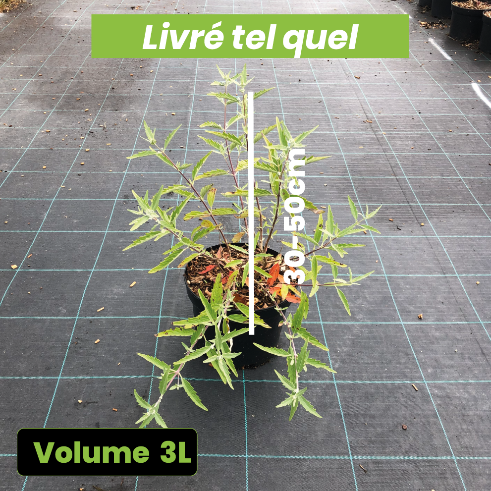 Caryopteris (x) clandonensis Heavenly Blue - Spirée bleue - Volume 3l / 30-50cm