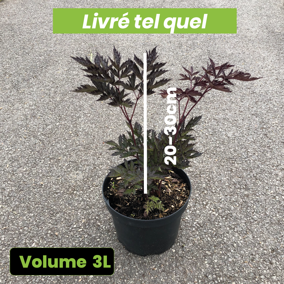 Actaea Simplex Pink Spike - Cierge d'Argent - Volume 3L / 20-30cm