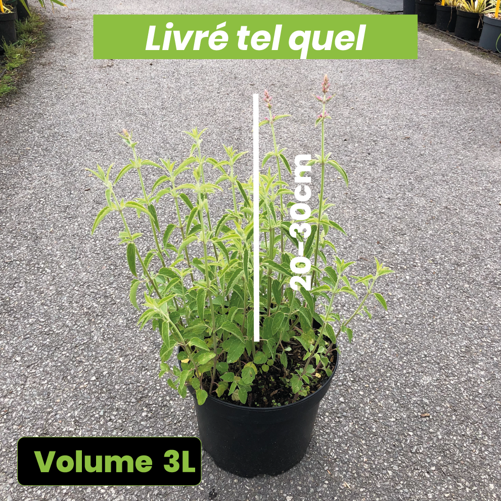 Agastache Tangerine Dreams - Volume 3L / 20-30cm