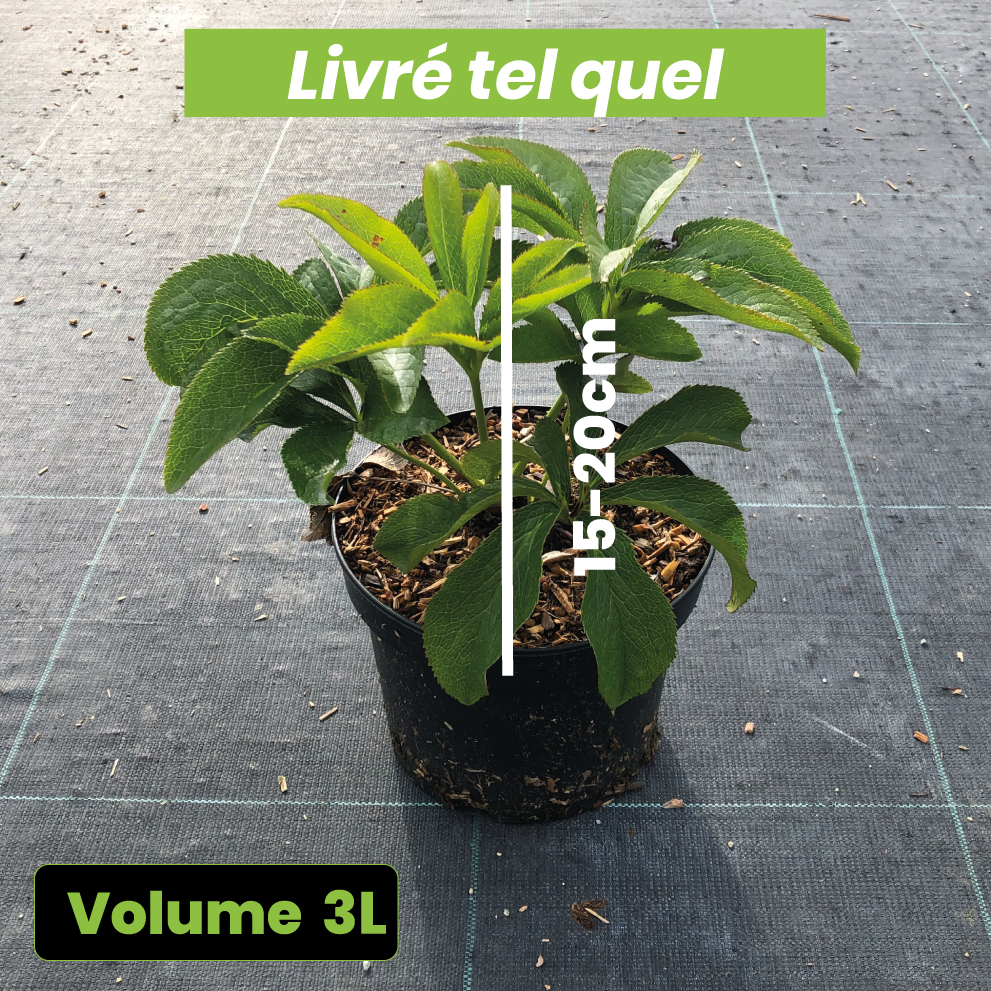 Helleborus Orientalis Metallic Blue - Rose de Carême - Volume 3L / 15-20cm