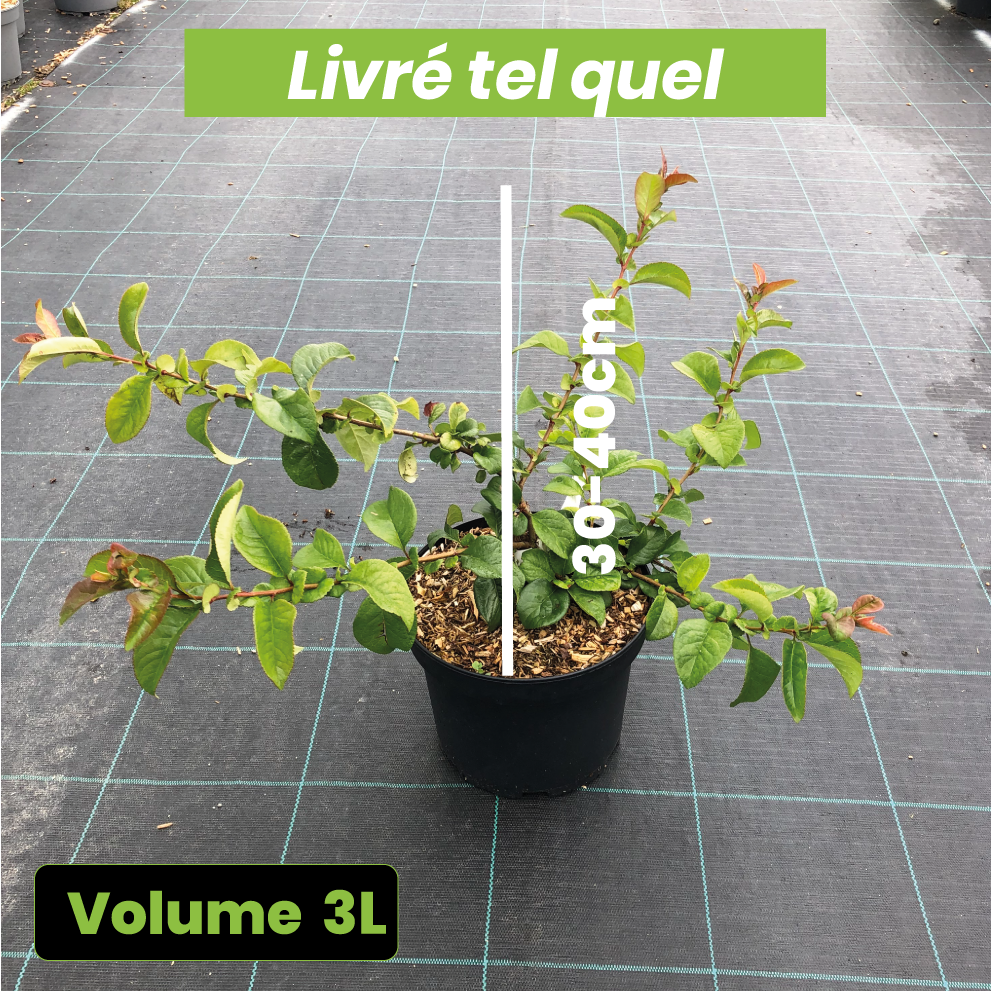 Chaenomeles Speciosa 'Orange Storm' - Cognassier du Japon - Volume 3L / 30-40cm