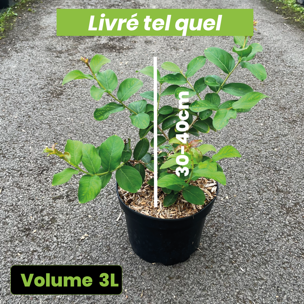 Lagerstroemia Indica Rubra - Lilas des indes - Volume 3L / 30-50cm