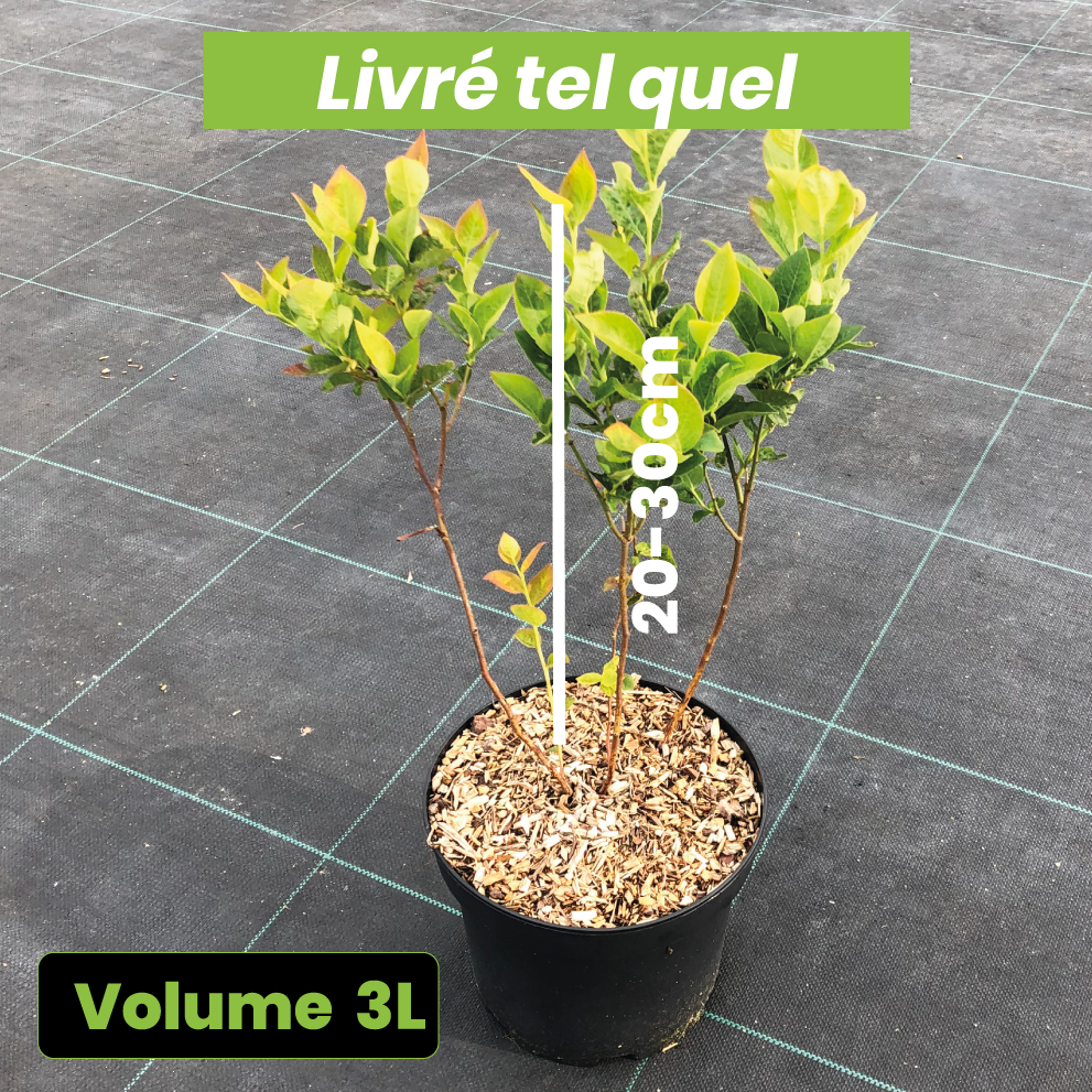Vaccinium Corymbosum Blue Gold - Myrtille d'Amérique 'Blue Gold' - Volume 3L / 20-30cm