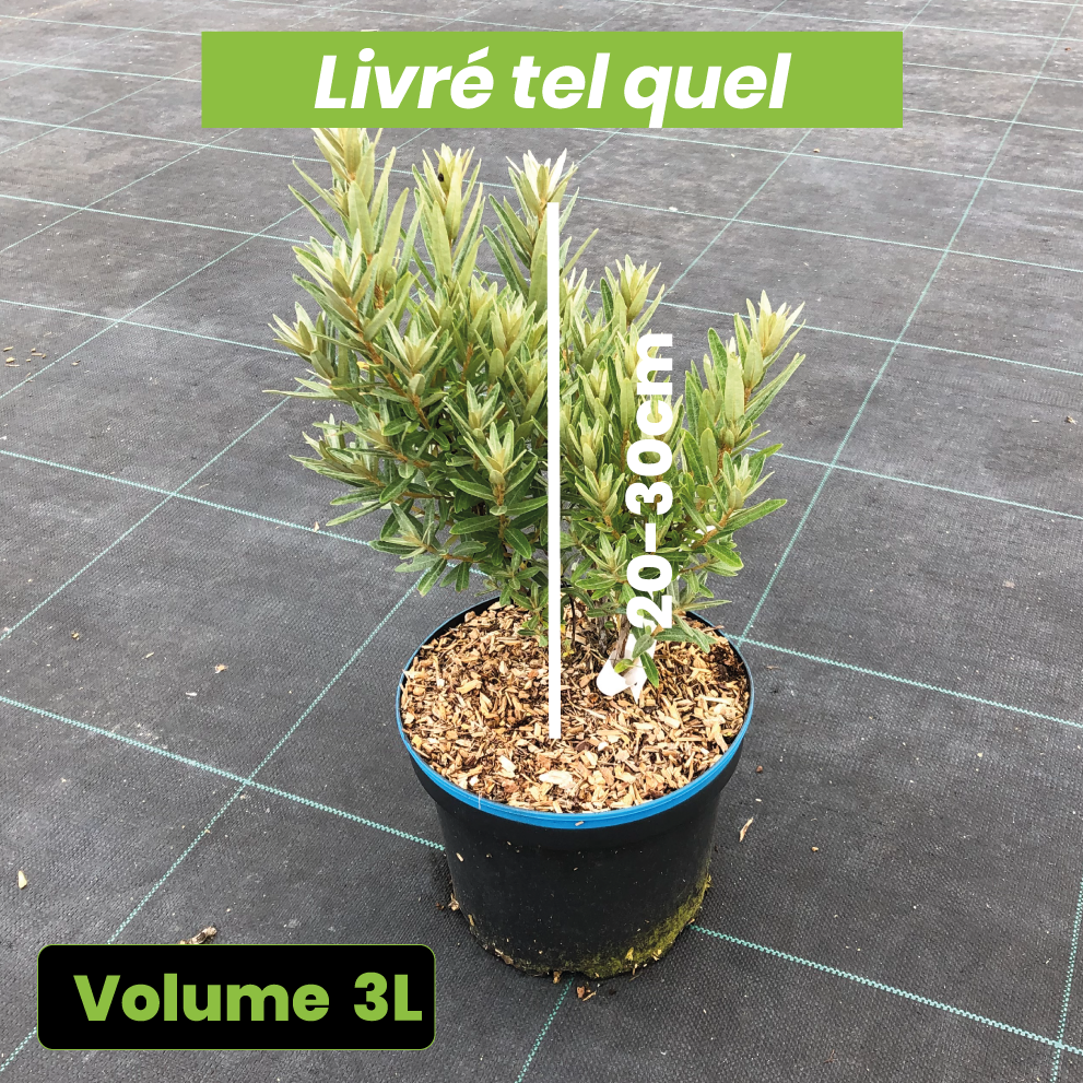 Hippophae Rhamnoides 'Hikul' - Argousier 'Hikul' - Volume 3L / 20-30cm