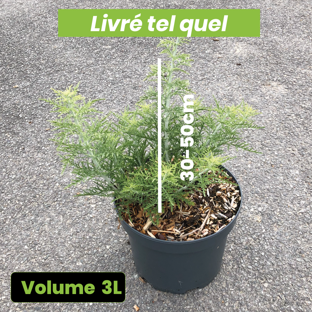 Perovskia Atriplicifolia Feathery Blue - Sauge de Sibérie - Volume 3L / 30-50cm