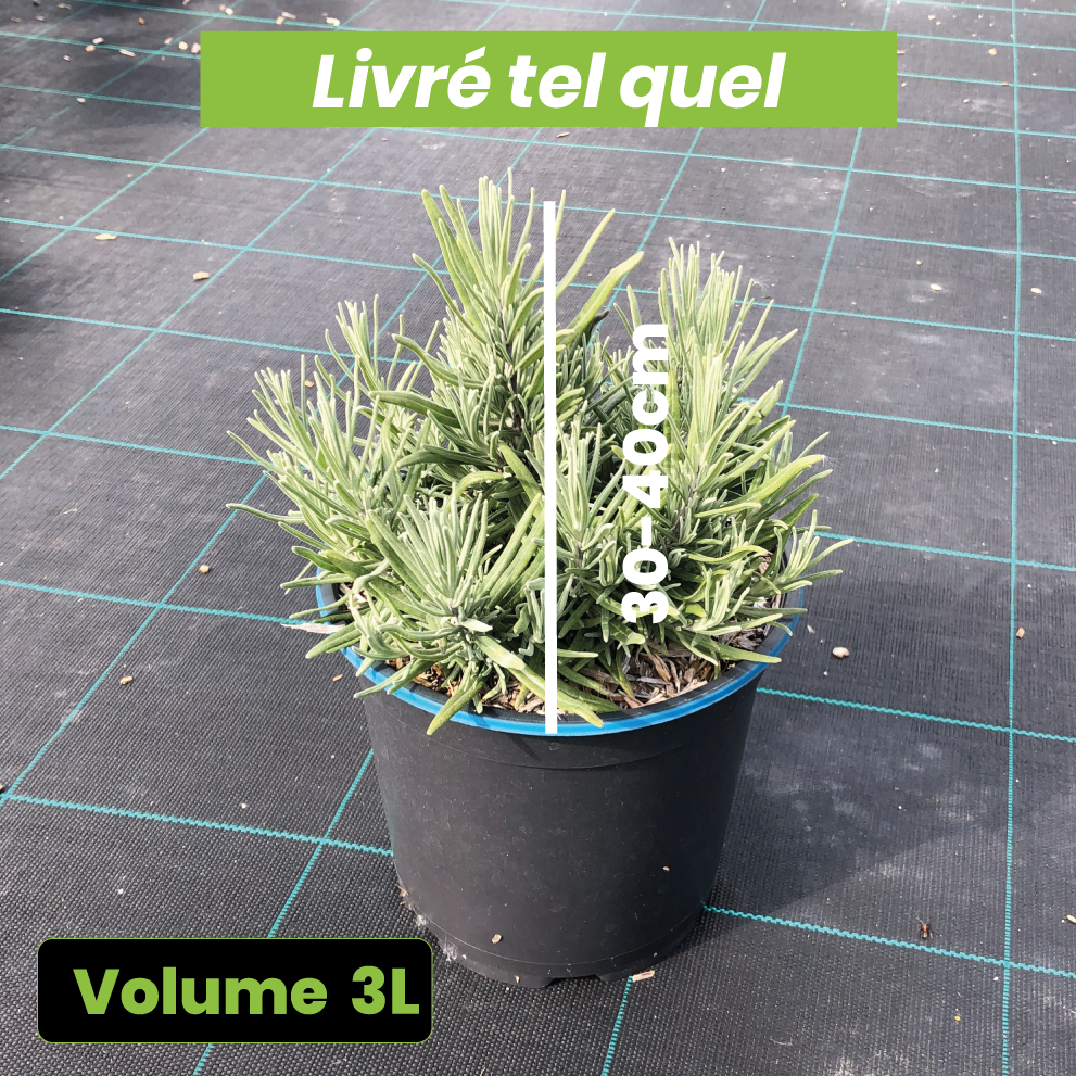 Lavandula Angustifolia Dwarf Blue - Volume 3L / 20-30cm