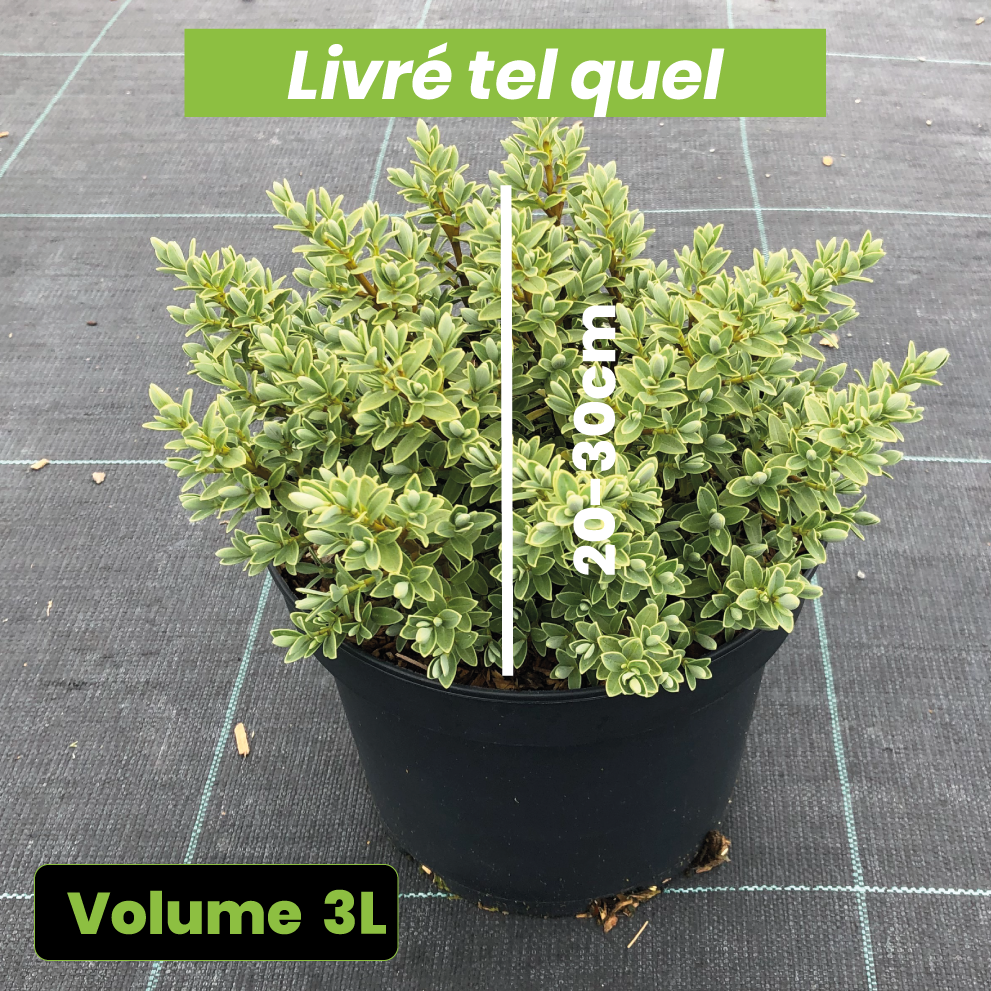 Hebe pinguifolia Sutherlandii - Véronique arbustive - Volume 3L / 20-30cm