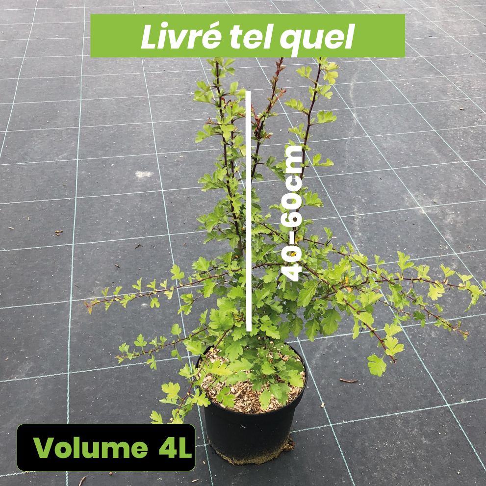 Crataegus Monogyna - Aubépine, Epine blanche - Volume 4L / 40-60cm