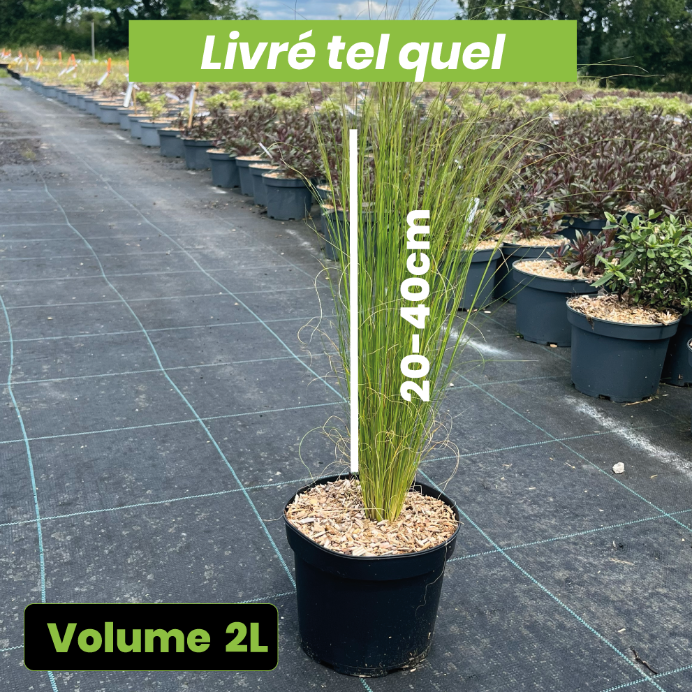 Stipa Tenuissima - Cheveux d'ange - Volume 2L / 20-40cm