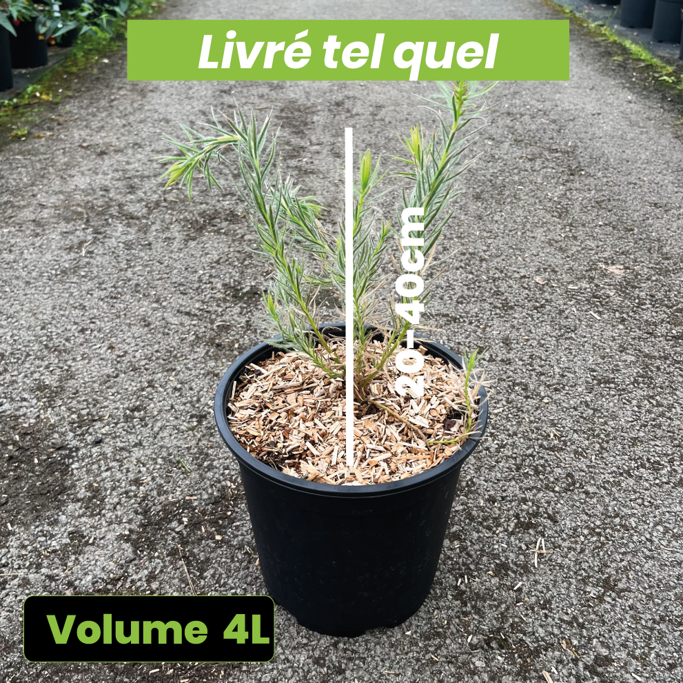 Leucadendron Lanigerum Jubilée Crown - Volume 4L / 20-30cm