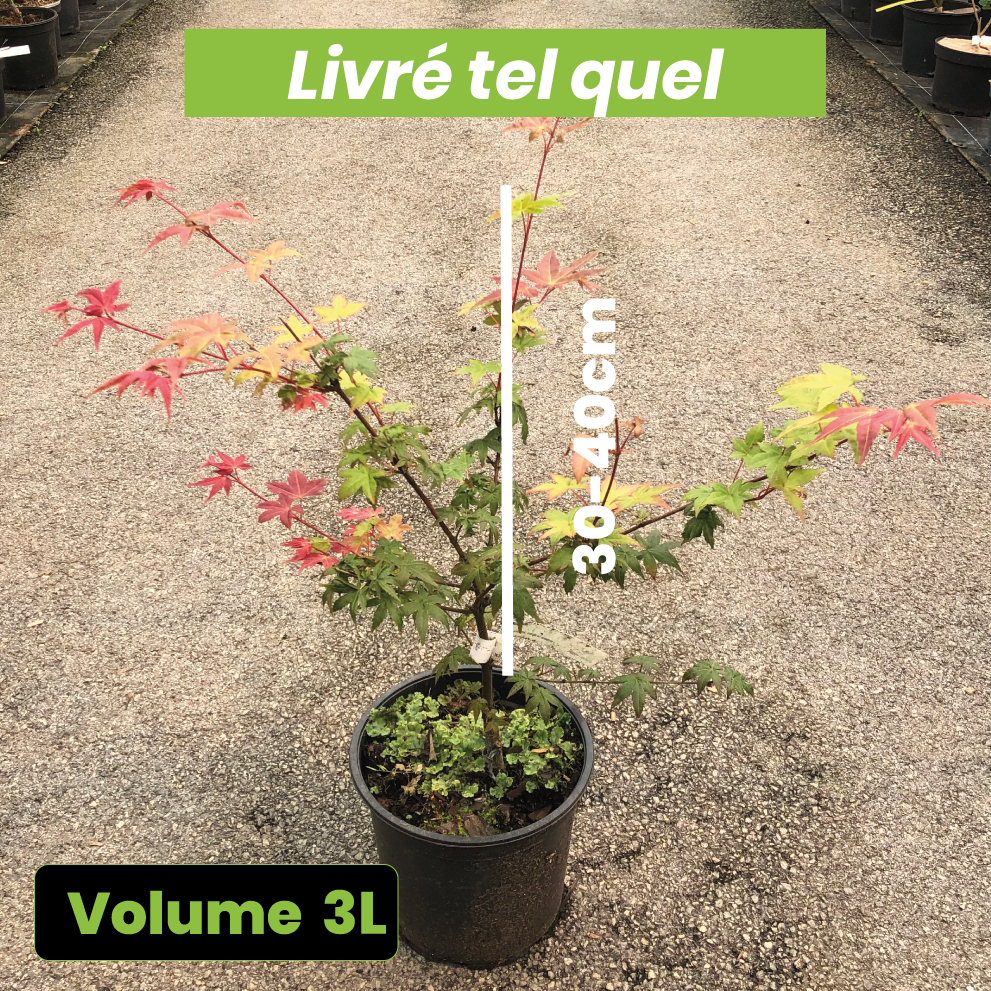 Acer Palmatum Beni Maiko - Érable du Japon - Volume 3L / 30-40cm