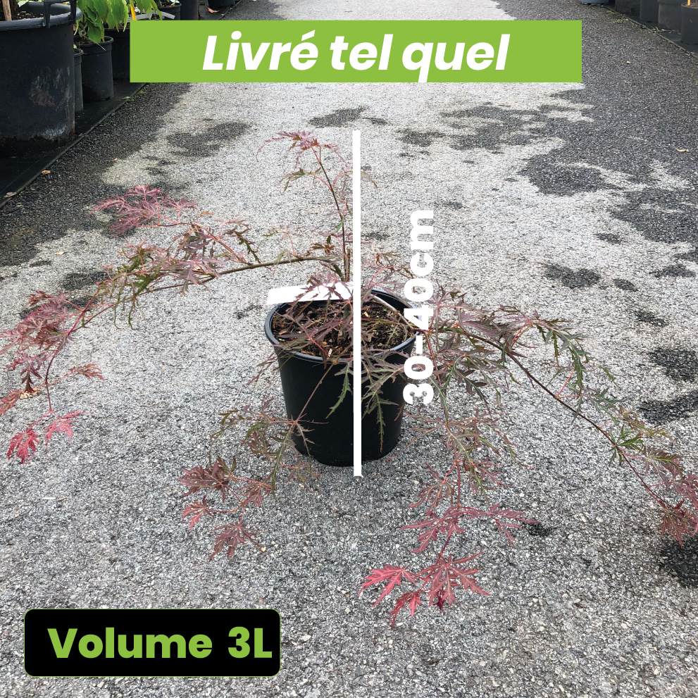 Acer Palmatum Dissectum Garnet - Érable du Japon - Volume 3L / 30-40cm