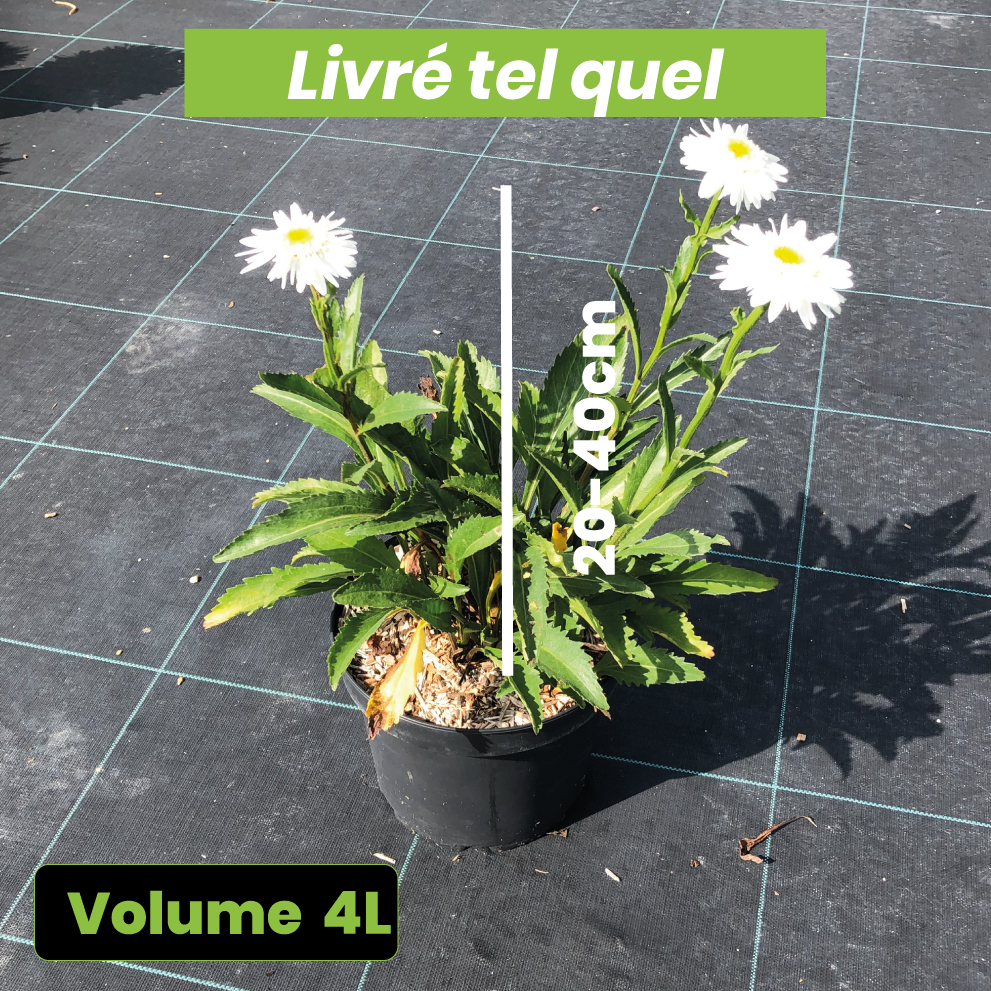 Leucanthemum Superbum Wirral Supreme - Grande Marguerite - Volume 4L / 20-40cm