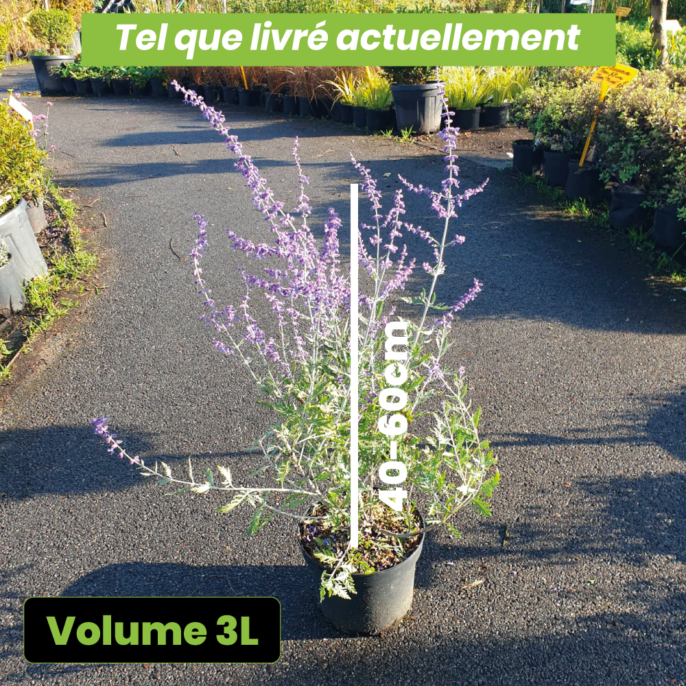 Perovskia atriplicifolia blue spire- Sauge russe - Volume 3L / 40-60cm