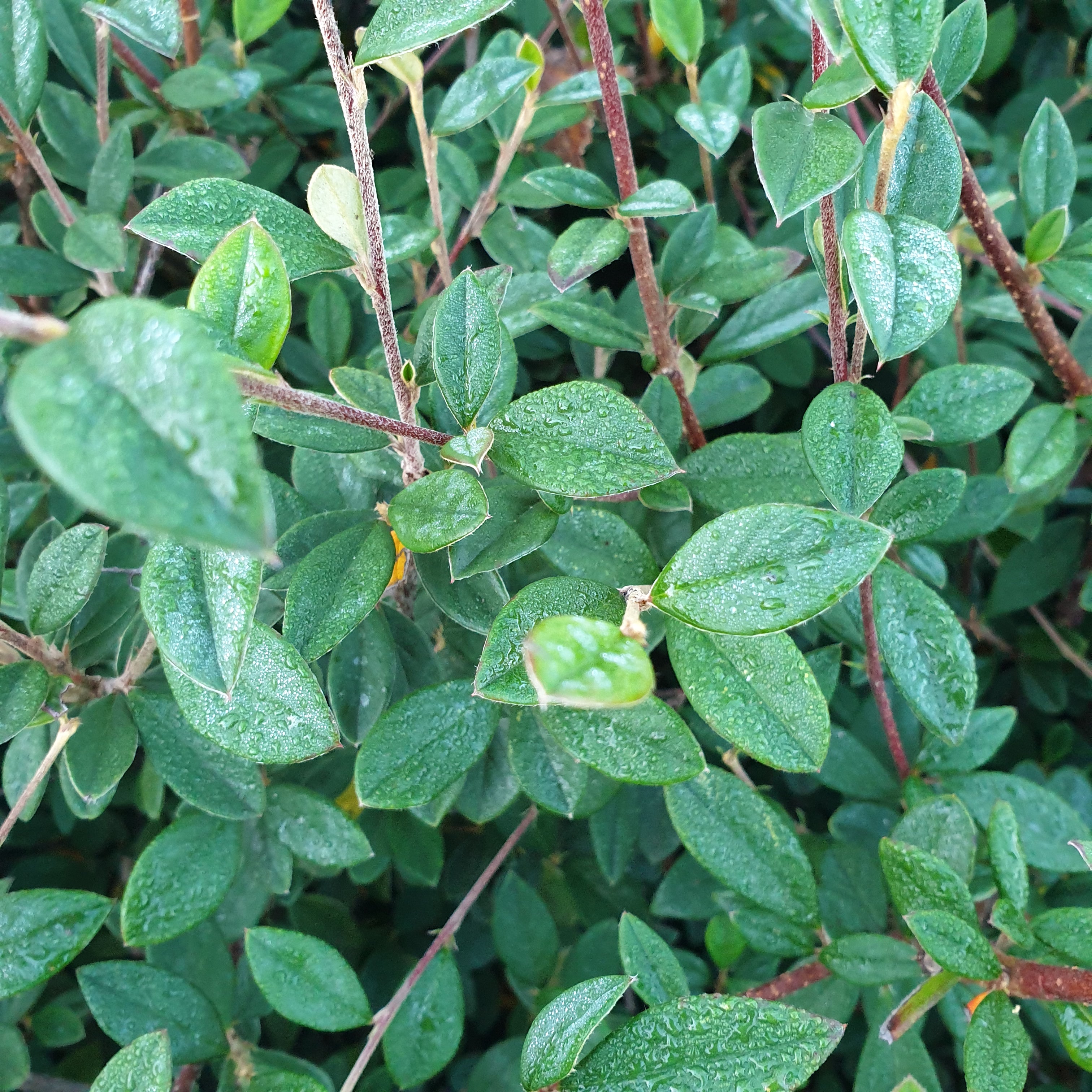 Cotoneaster lacteus - Volume 3L / 40-60cm
