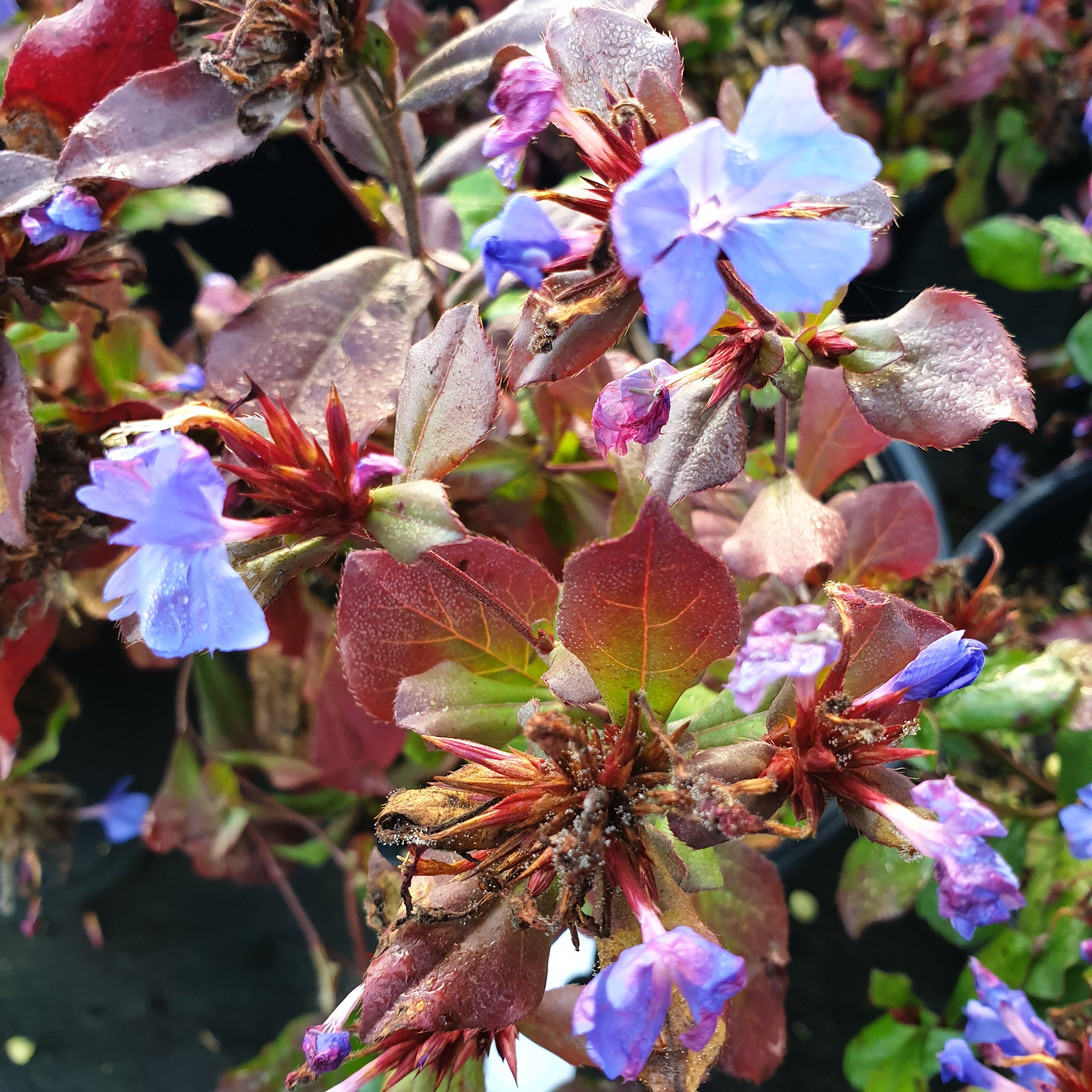 Ceratostigma plumbaginoides - Volume 3L / 30-50cm