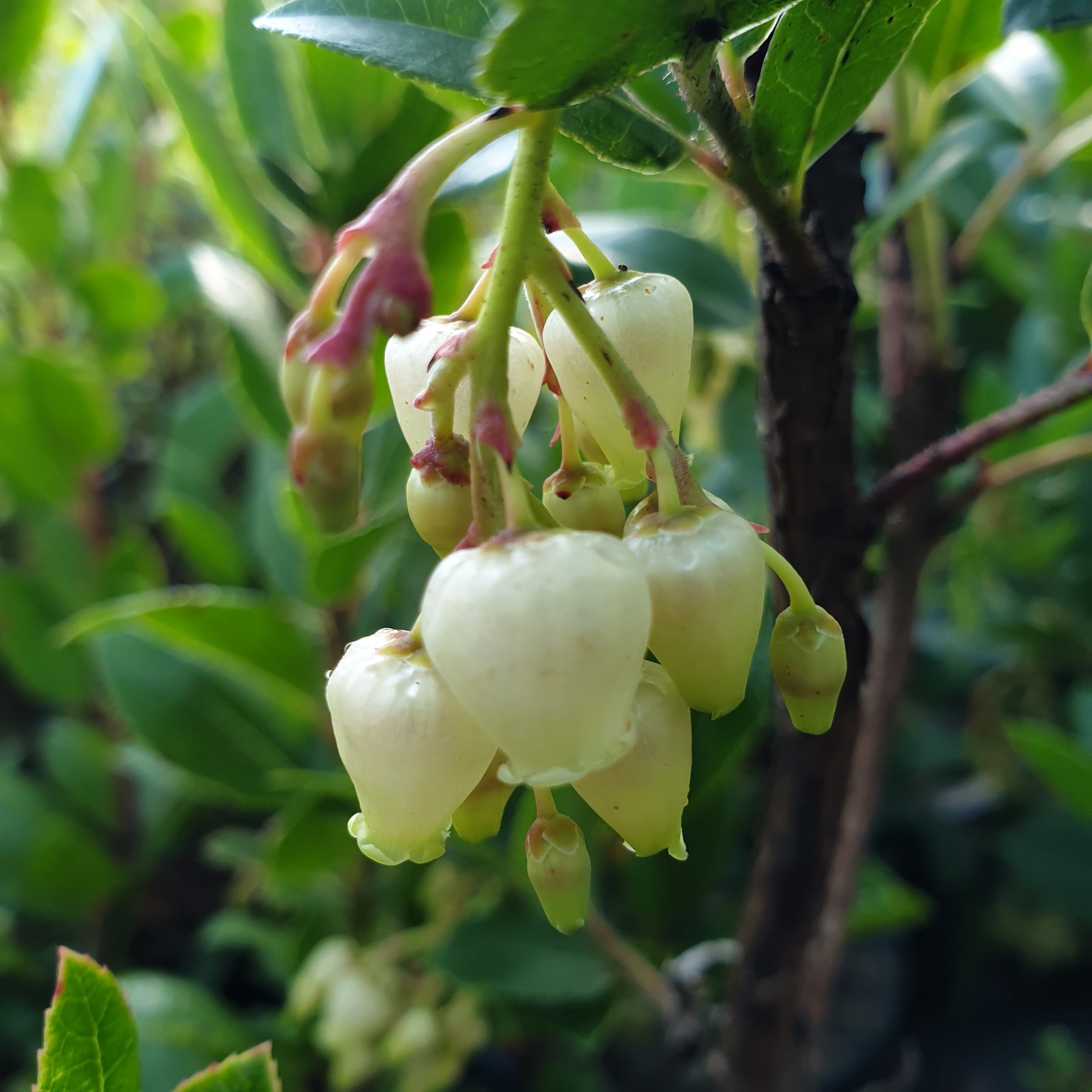 Arbutus unedo atlantic - Arbousier