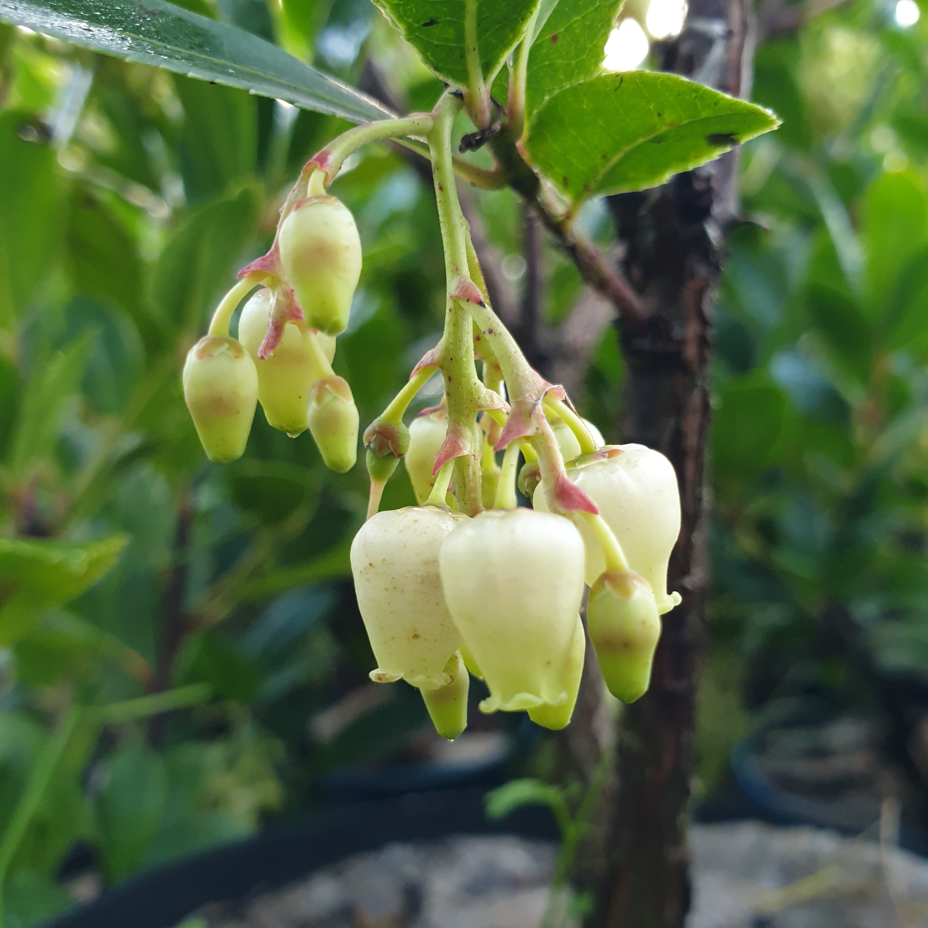 Arbutus unedo atlantic - Arbousier - Volume 3L / 20-40cm