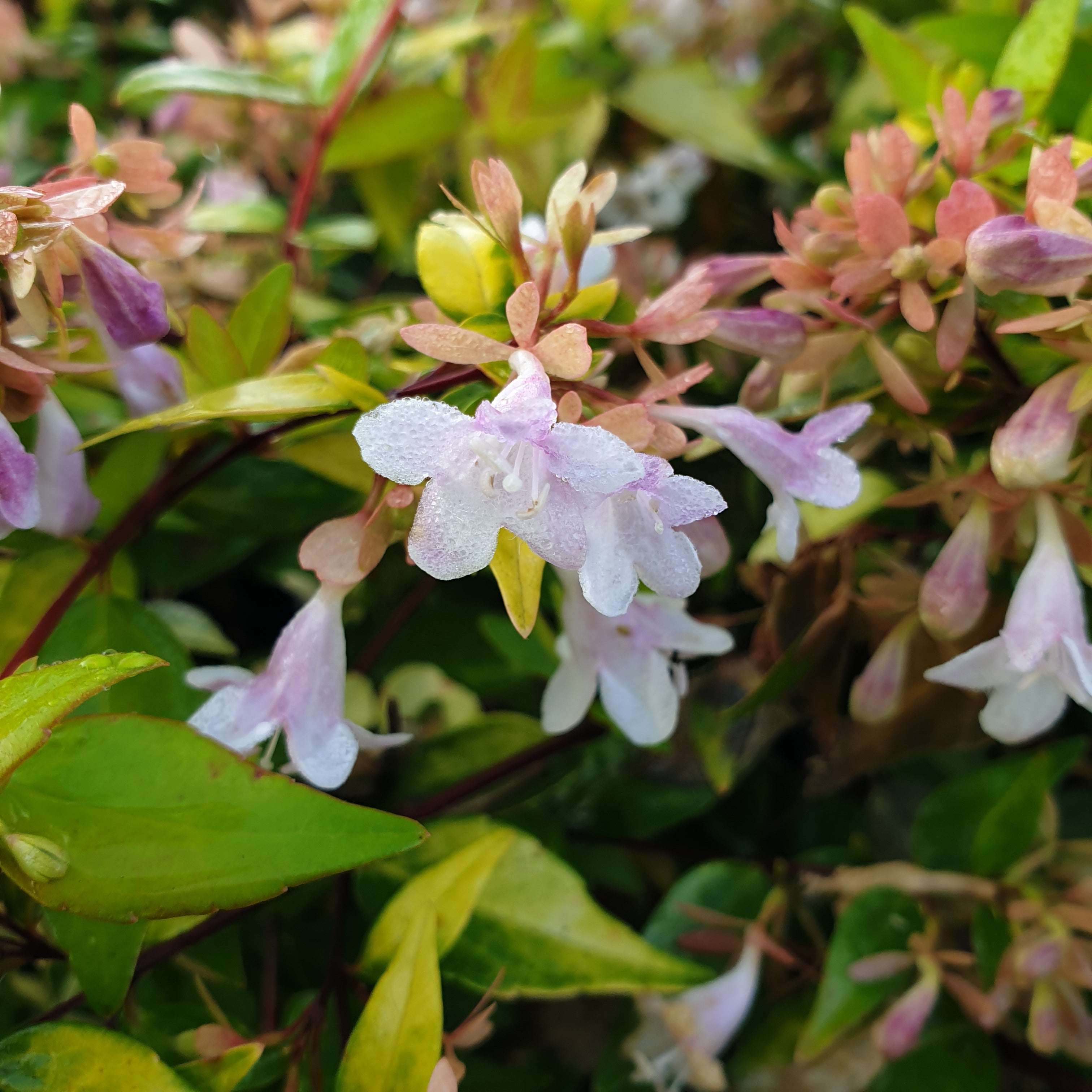 Abelia x grandiflora gold spot - Volume 3L / 30-50cm