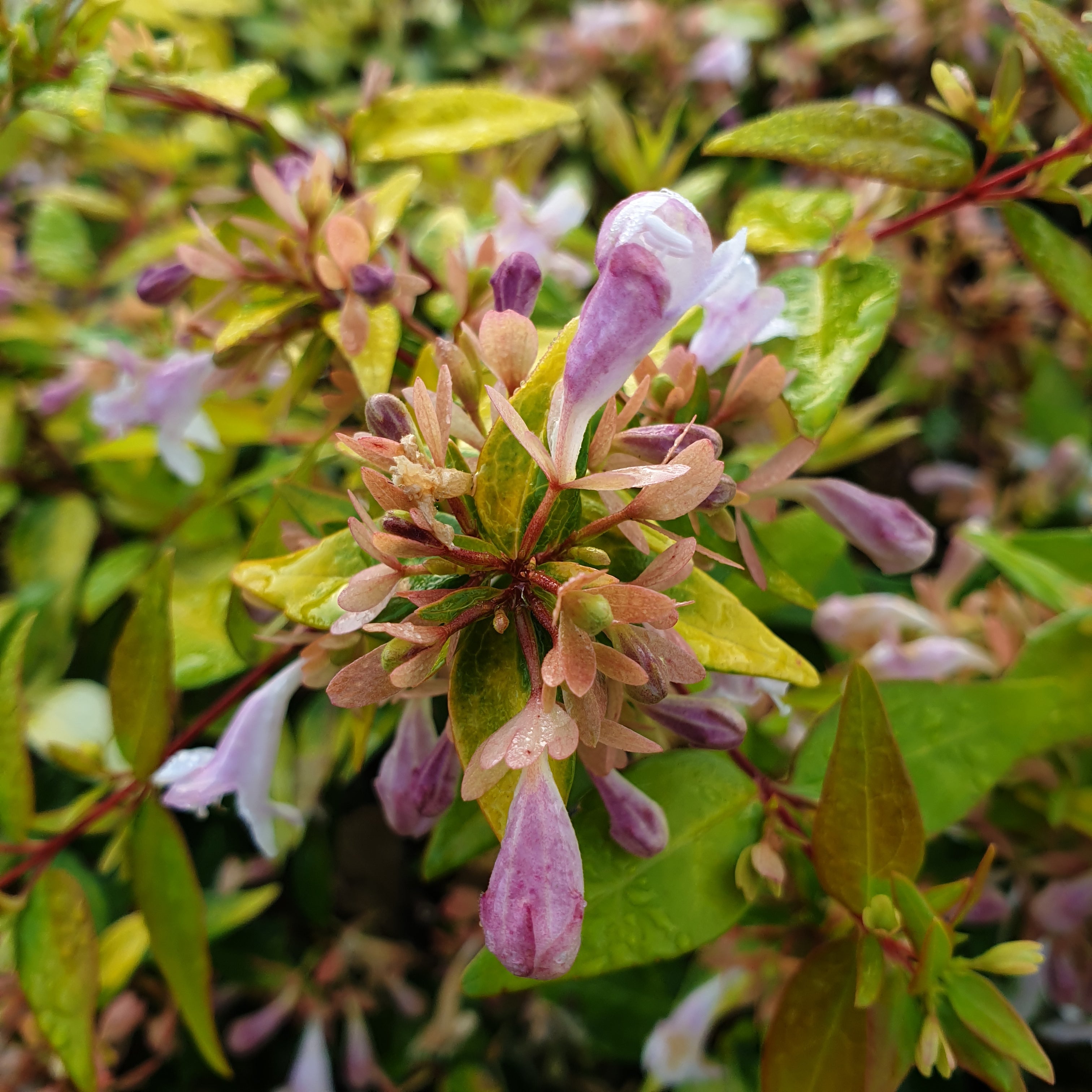 Abelia x grandiflora gold spot - Volume 3L / 30-50cm