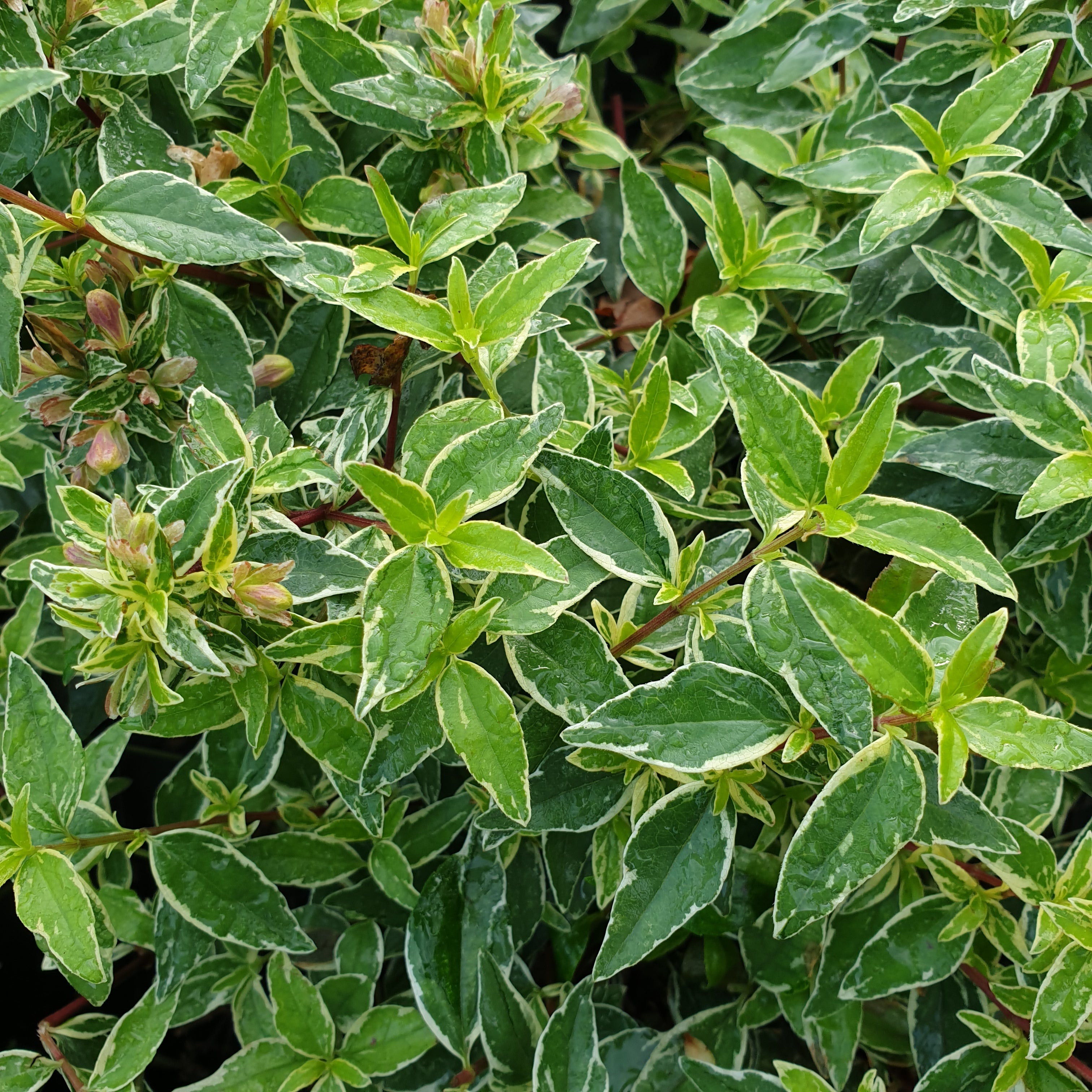 Abelia x grandiflora lucky lots - Volume 3L / 30-50cm