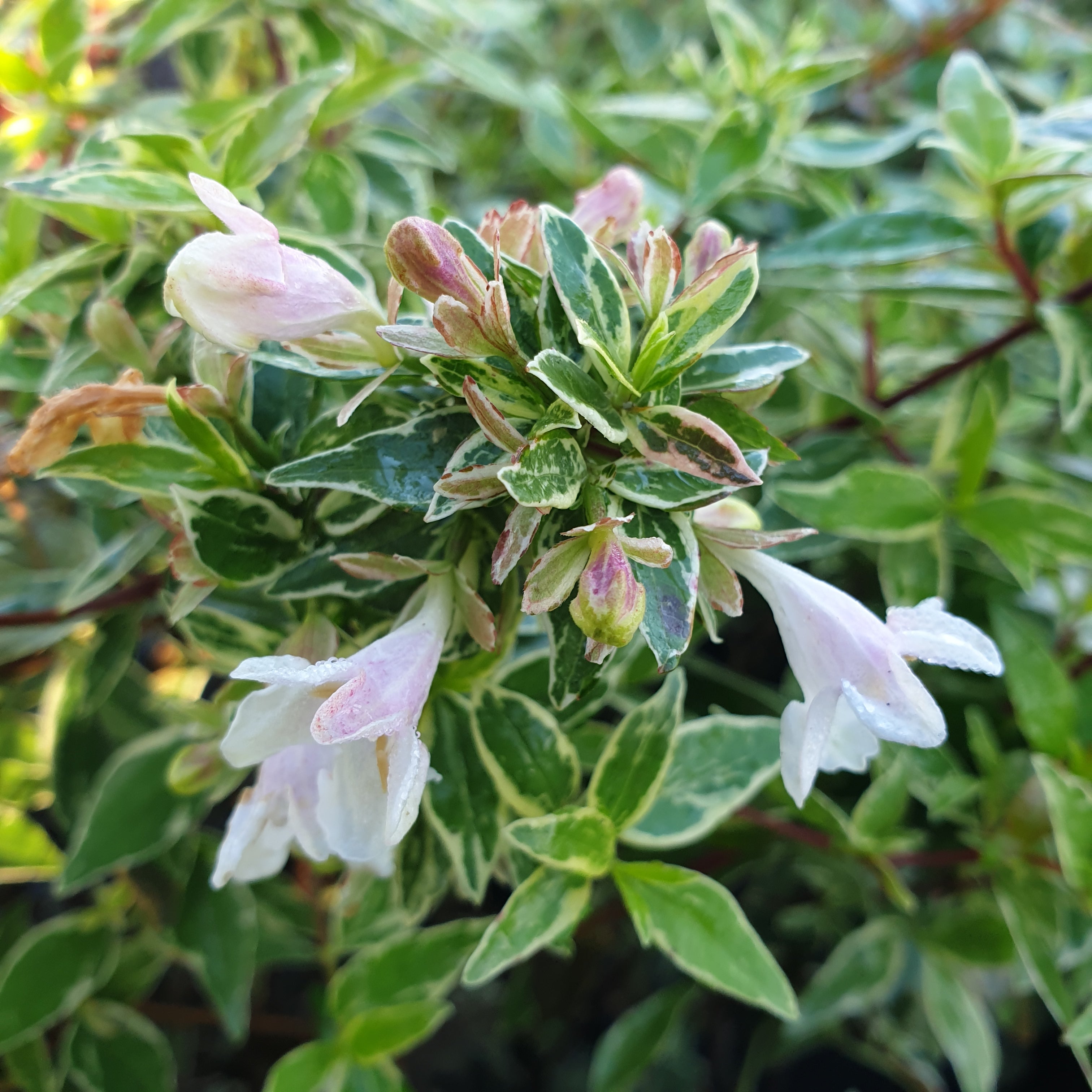 Abelia x grandiflora lucky lots - Volume 3L / 30-50cm
