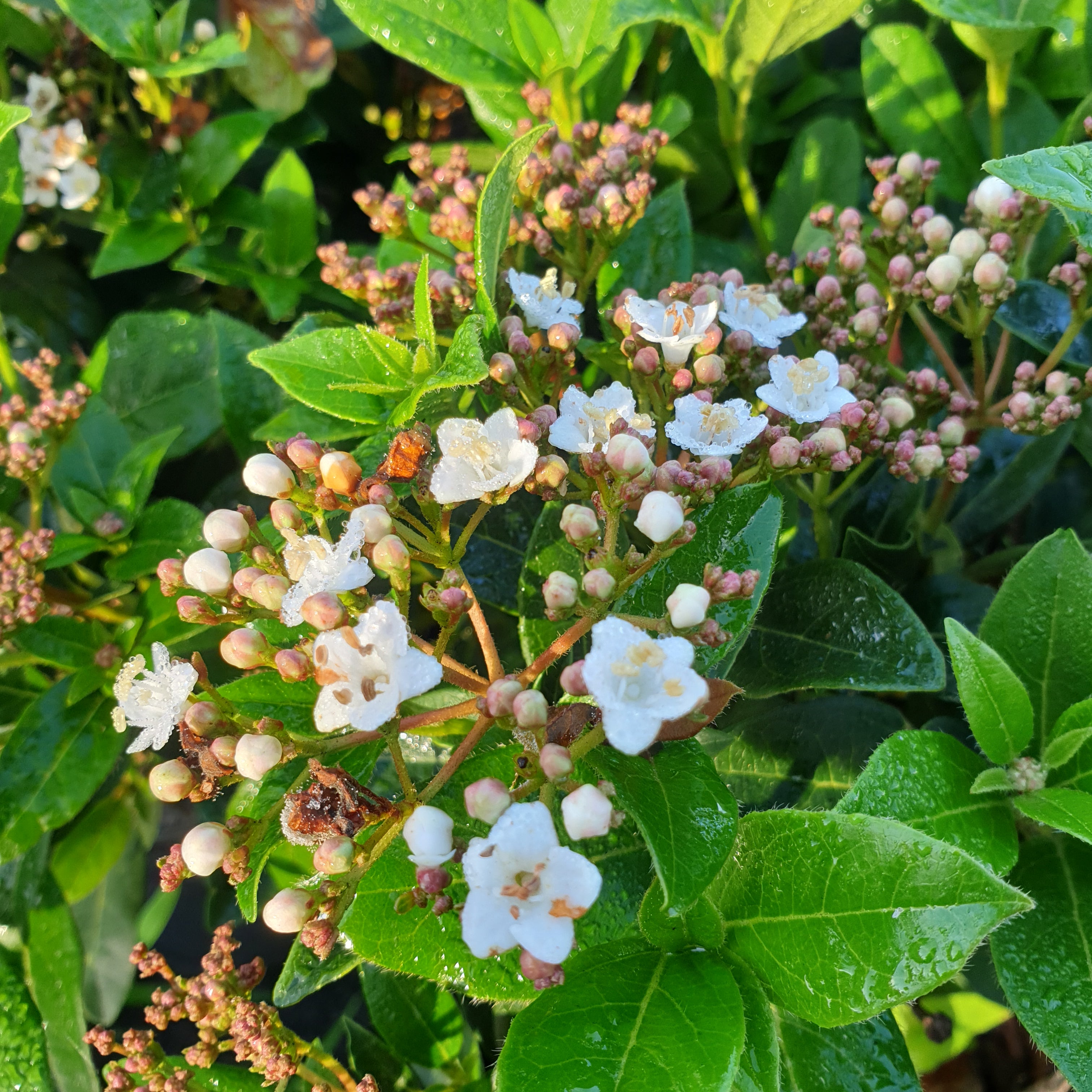 Viburnum tinus - Laurier Tin - Volume 3L / 30-50cm