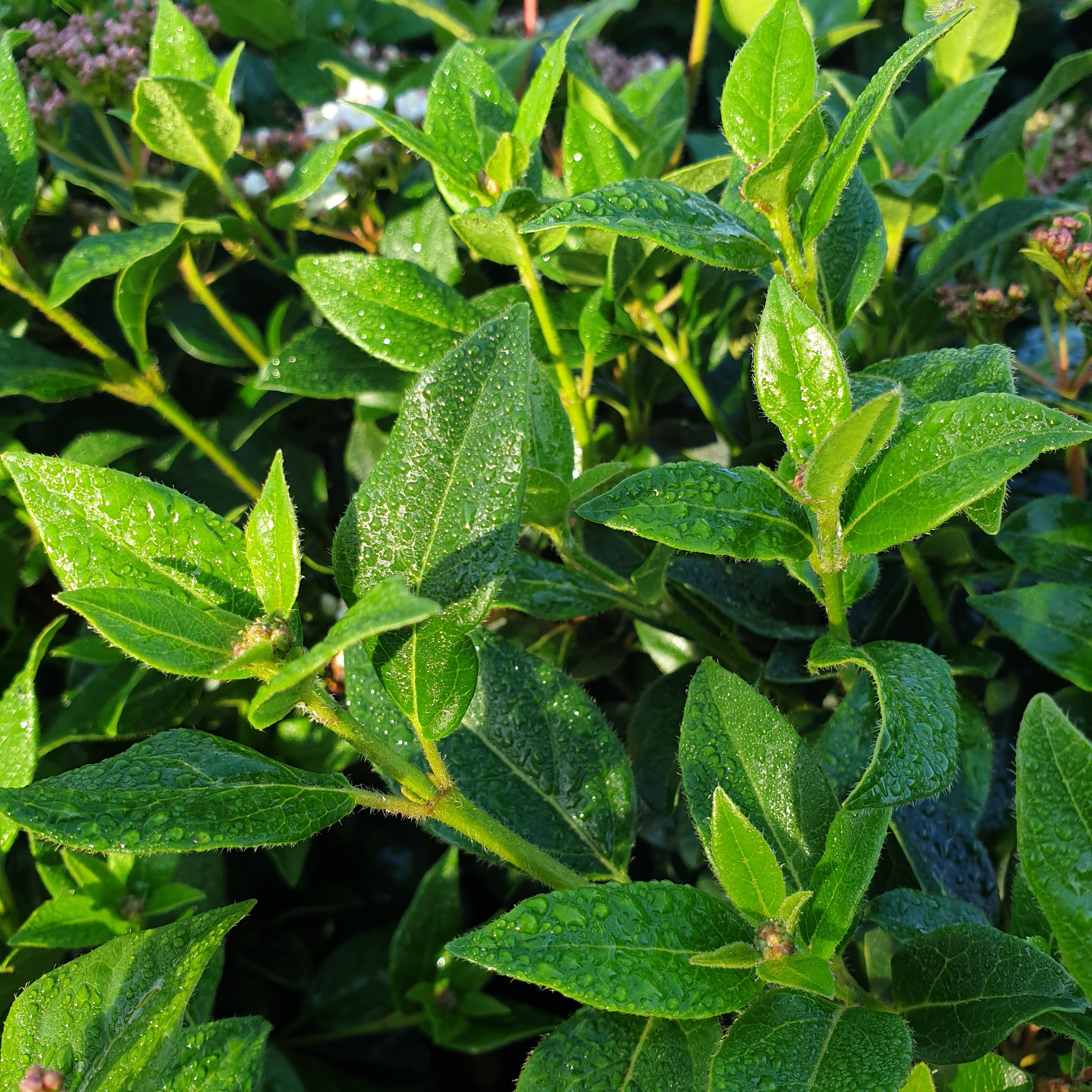 Viburnum tinus - Laurier Tin - Volume 3L / 30-50cm