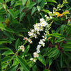 Prunus lusitanica angustifolia - Laurier du Portugal - Volume 3L / 30-40cm