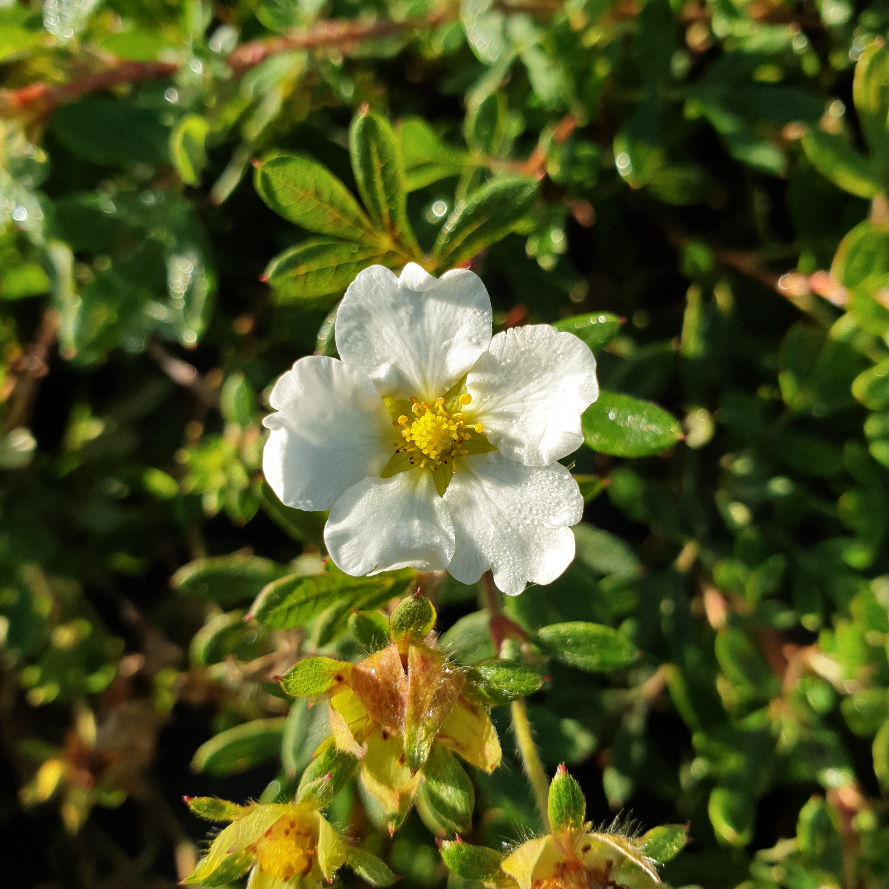Potentilla x abbodswood - Volume 3L / 30-40cm