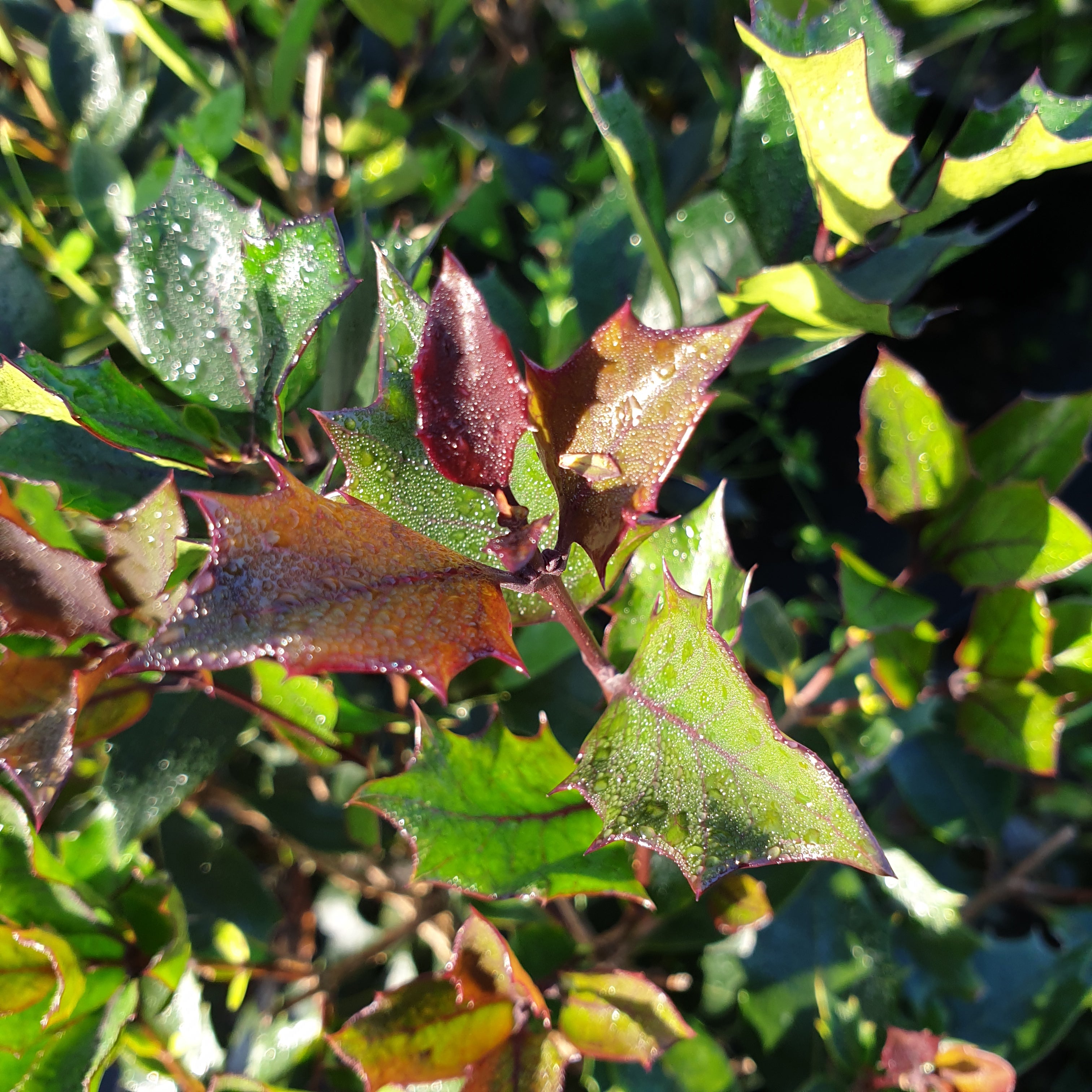 Osmanthus heterophyllus purpureus - Volume 3L / 30-50cm