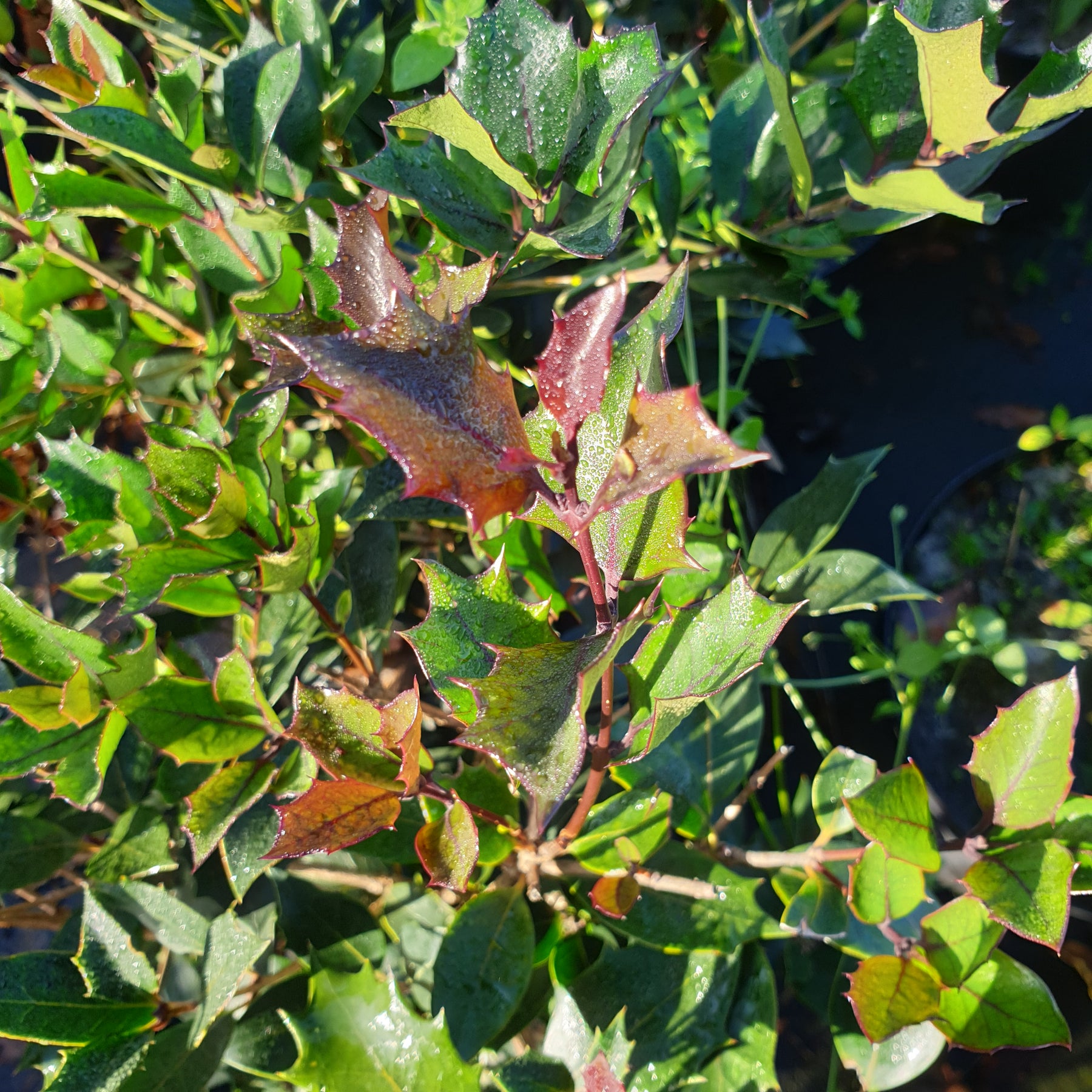 Osmanthus heterophyllus purpureus