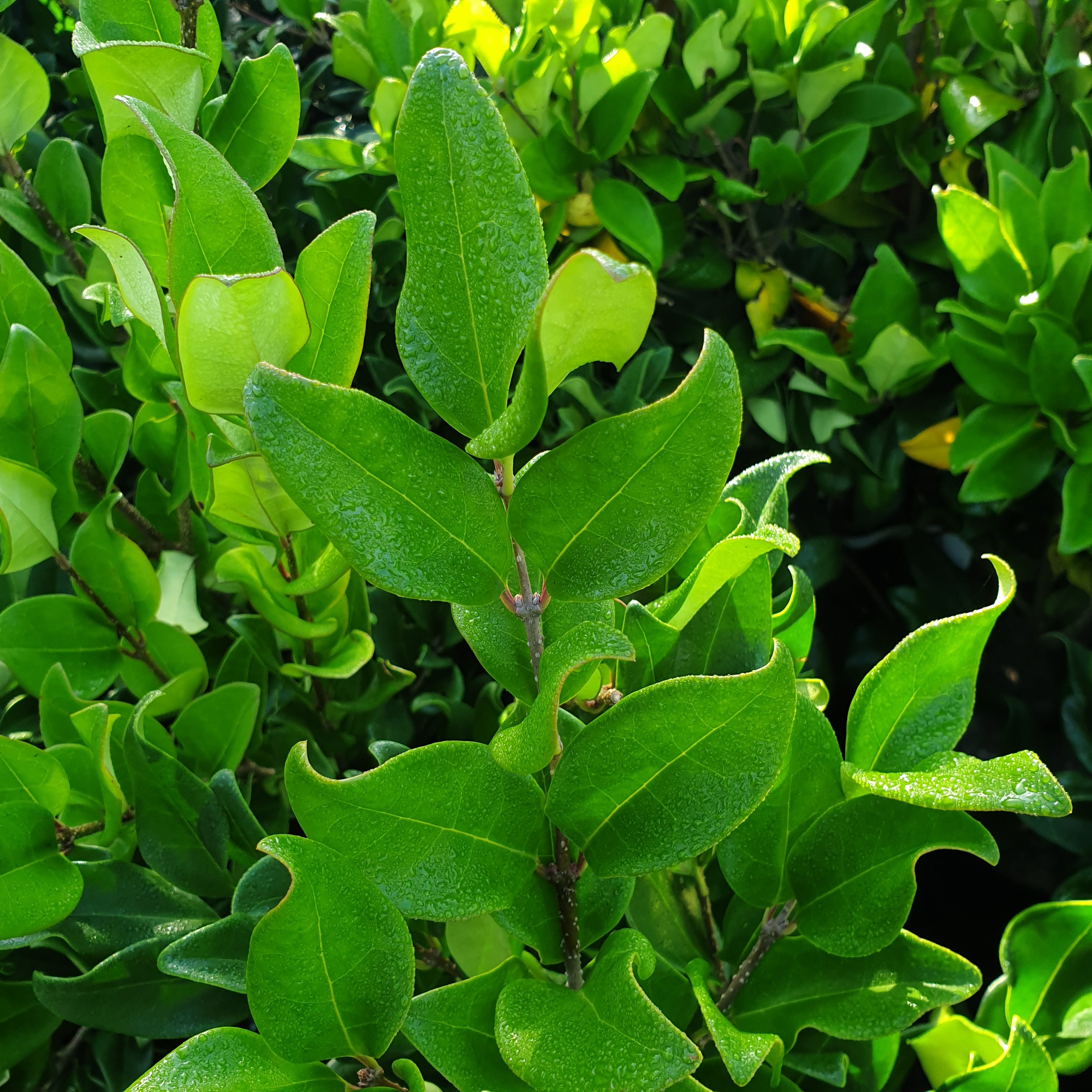 Ligustrum japonicum texanum - Troène du Texas - Volume 3L / 40-60cm