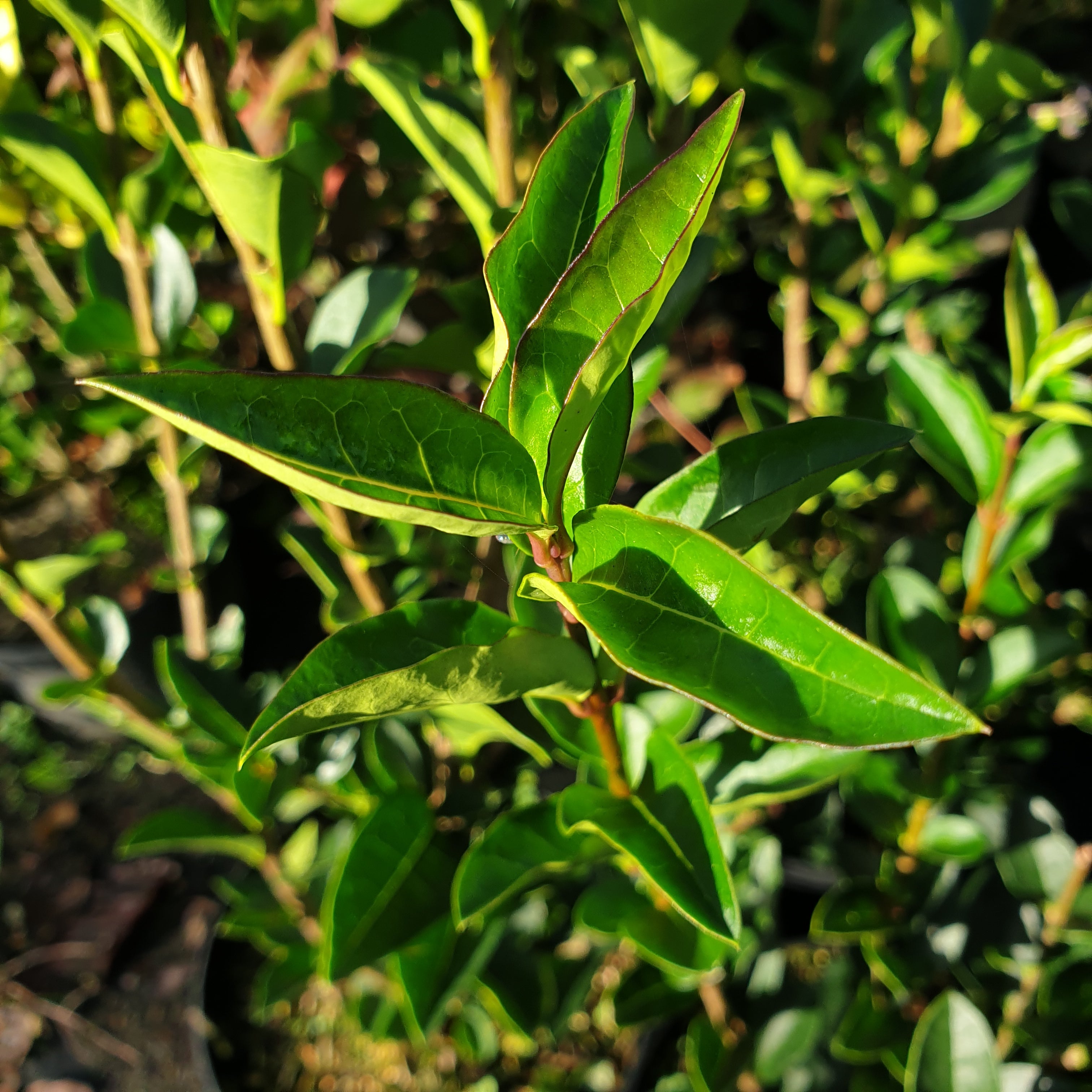 Ligustrum ovalifolium - Troène de Californie - Volume 3L / 40-60cm