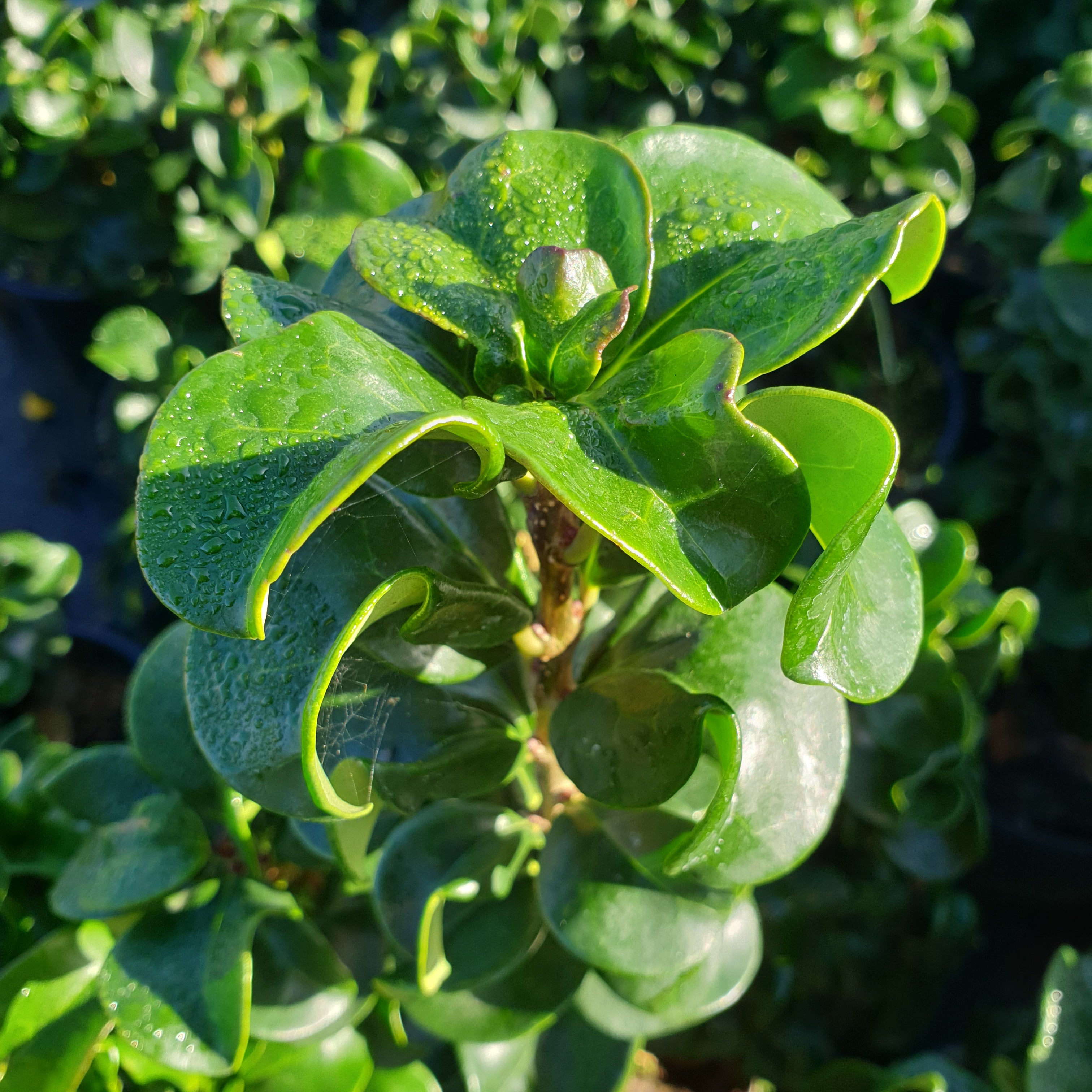 Ligustrum japonicum "coriaceum" blanche - Volume 3L / 15-20cm