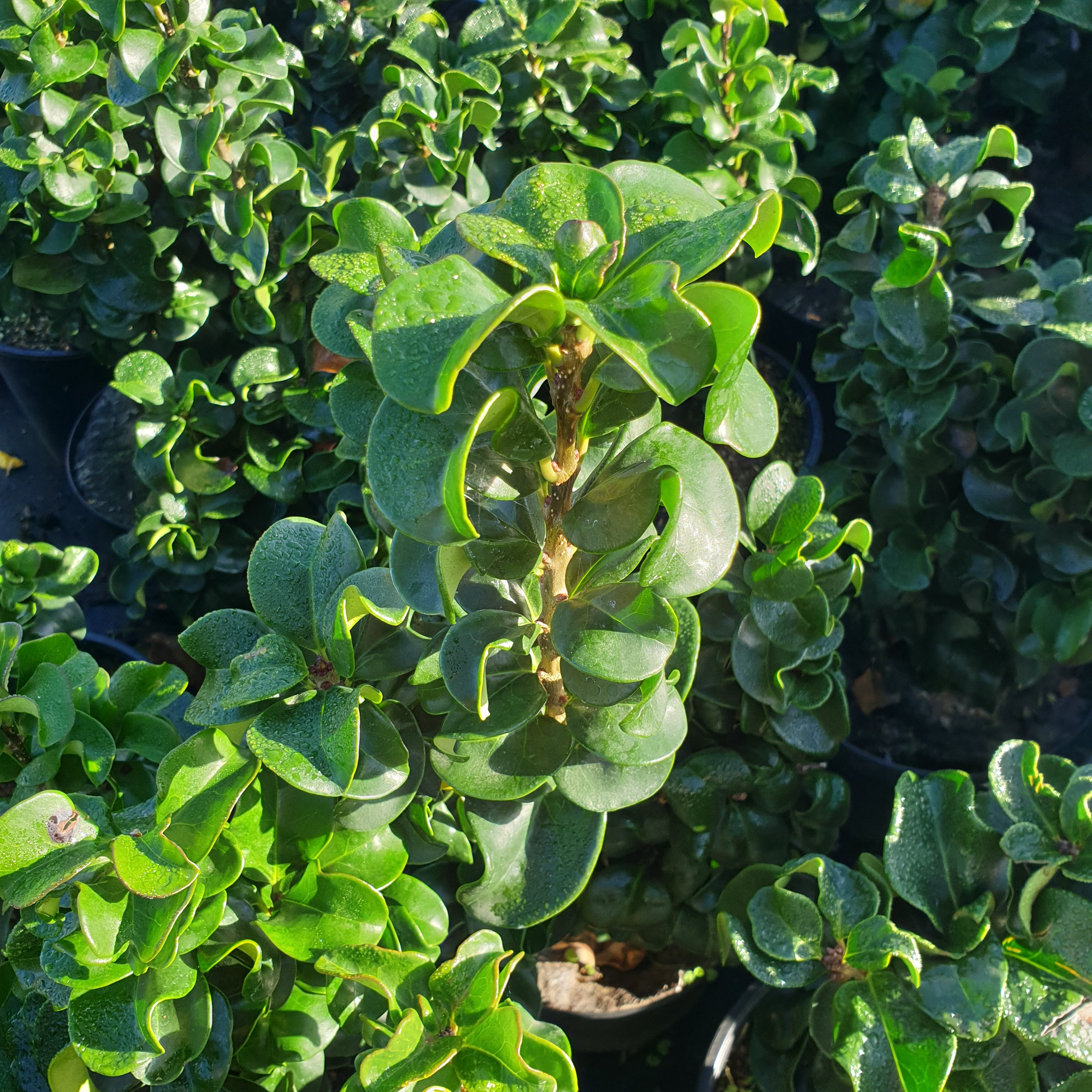 Ligustrum japonicum "coriaceum" blanche - Volume 3L / 15-20cm