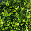 Pittosporum tenuifolium "golf ball" - Volume 3L / 30-40cm